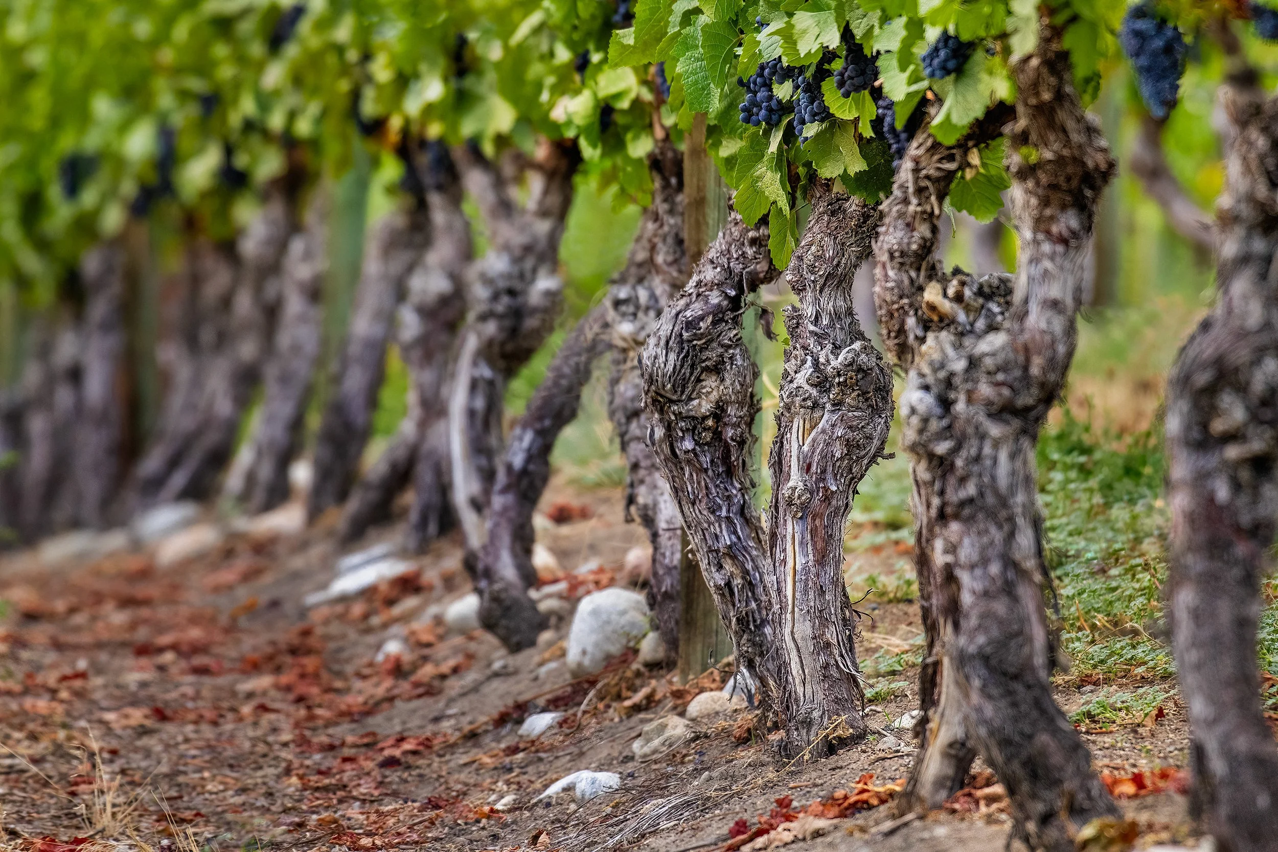 DNC_00331_Grapevines_3000.jpg