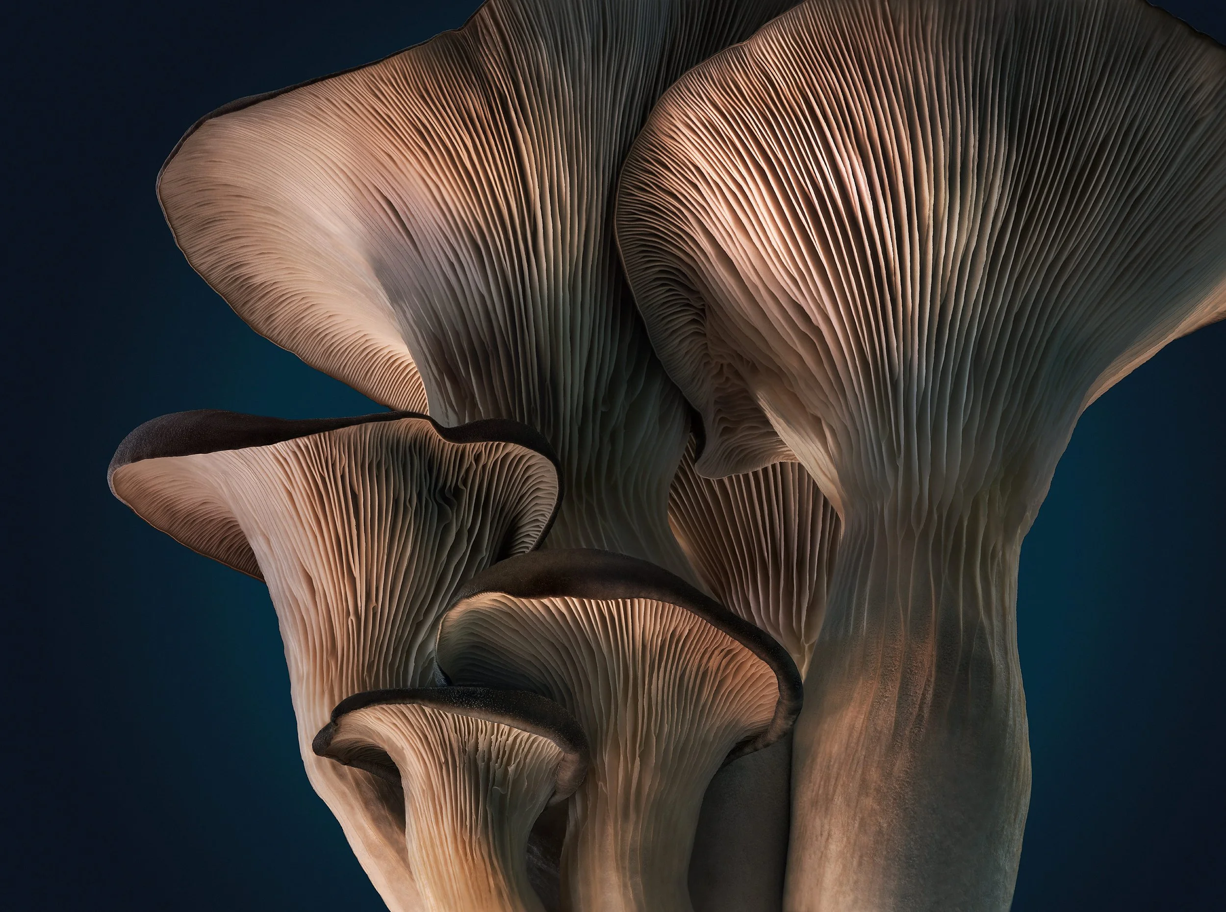 Oyster Mushrooms