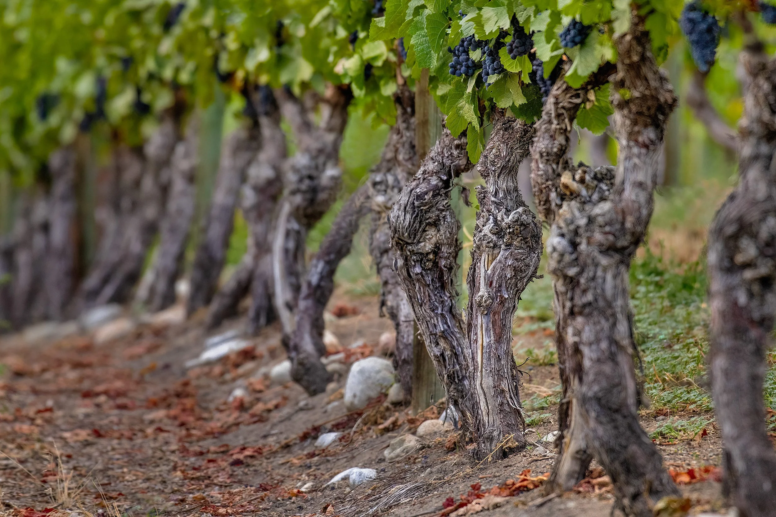 Okanagan Grape Vines
