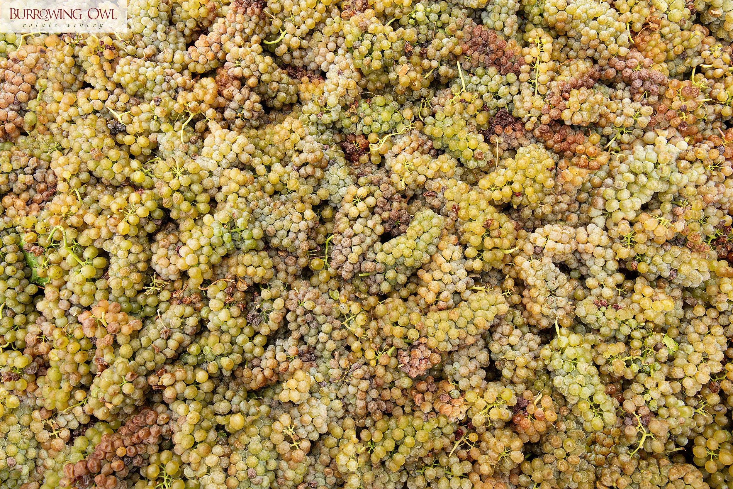 DNC_00444_Burrowing_Owl_Viognier_col_3000-65-logo.jpg