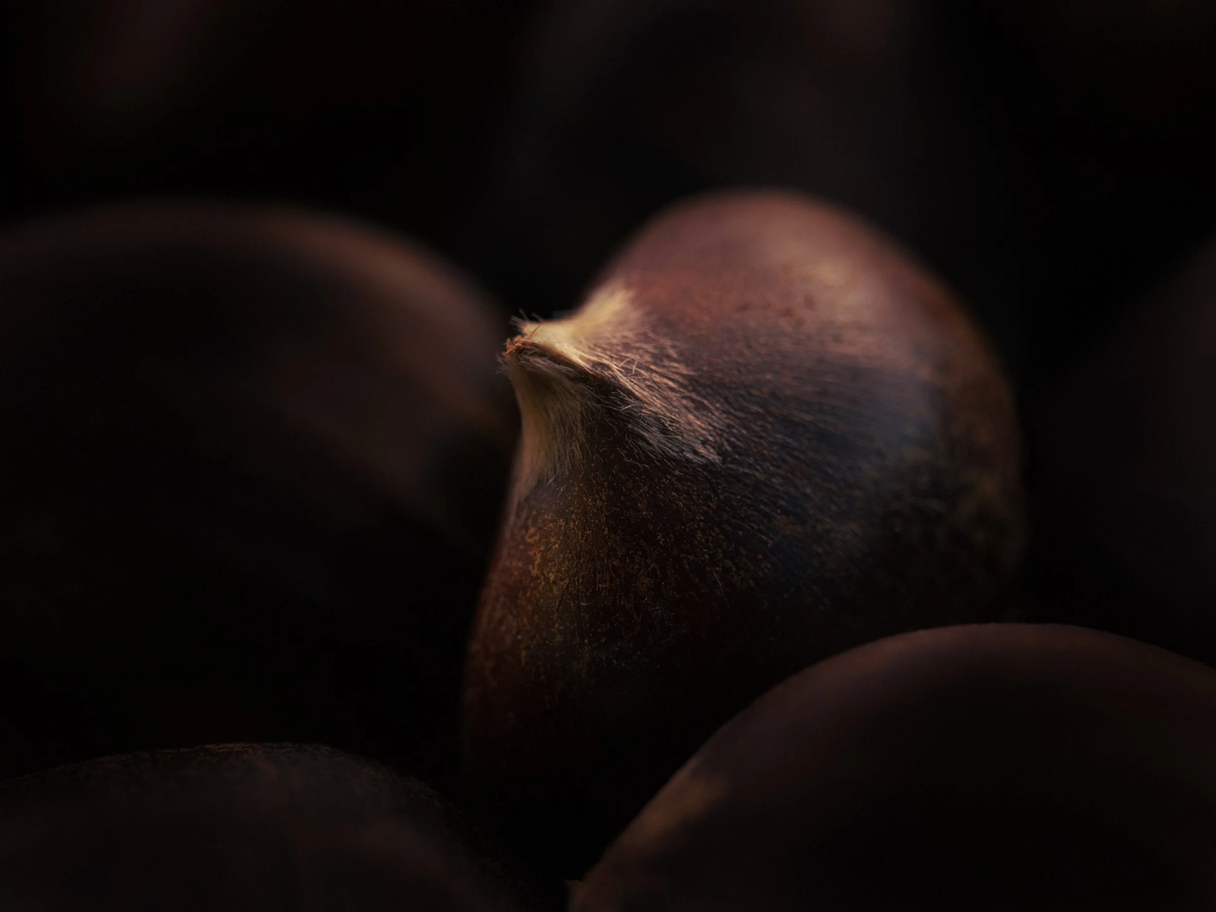 Italian Chestnuts