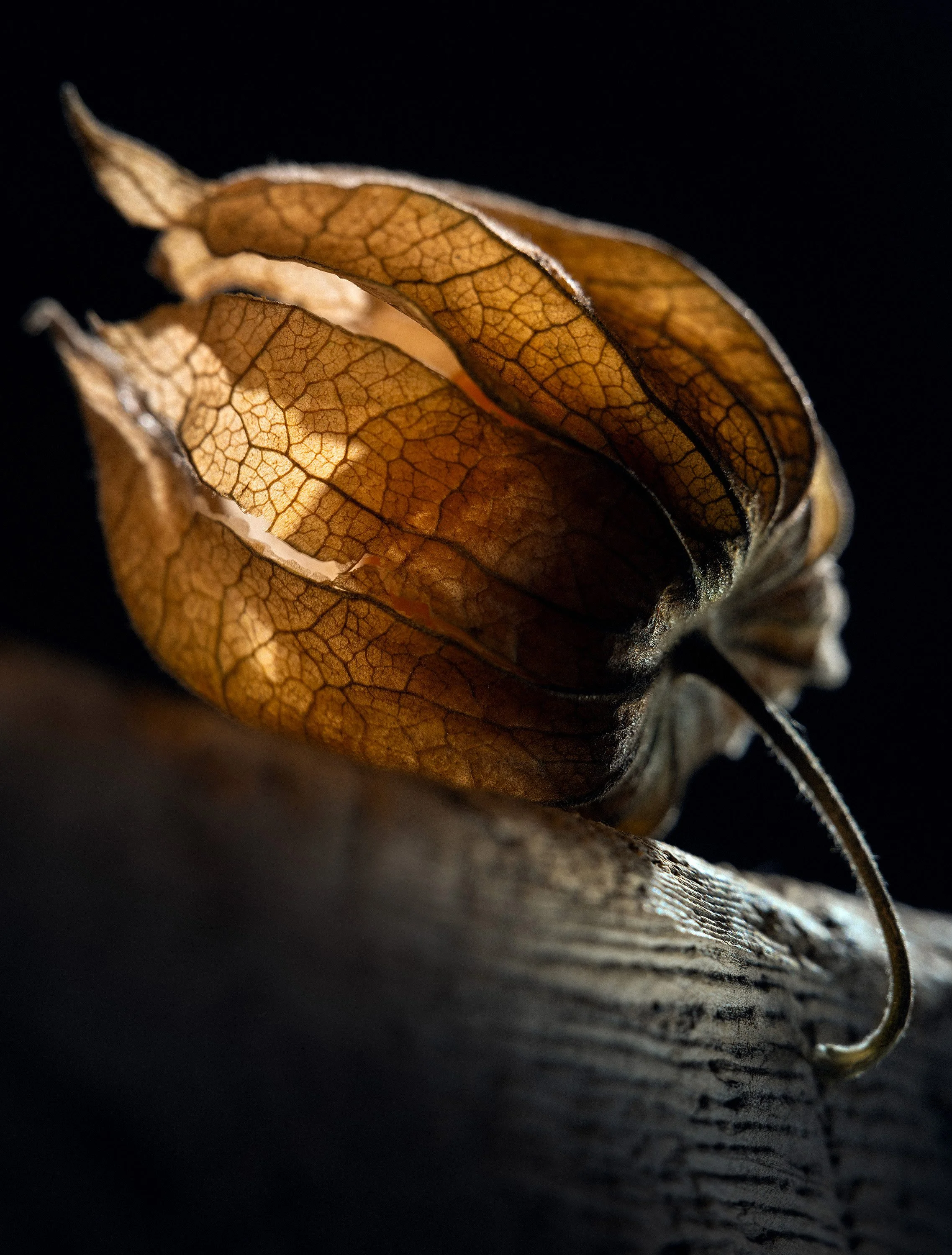 Physalis