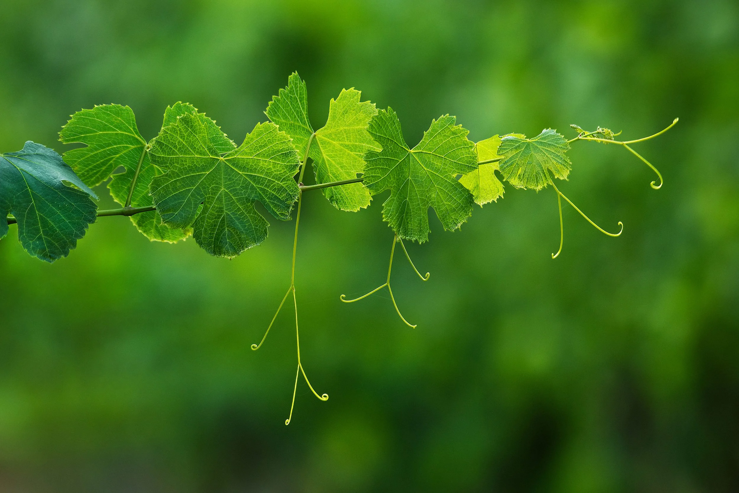 Grape Vine tendril