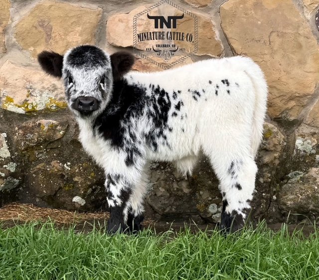 TNT Firecracker