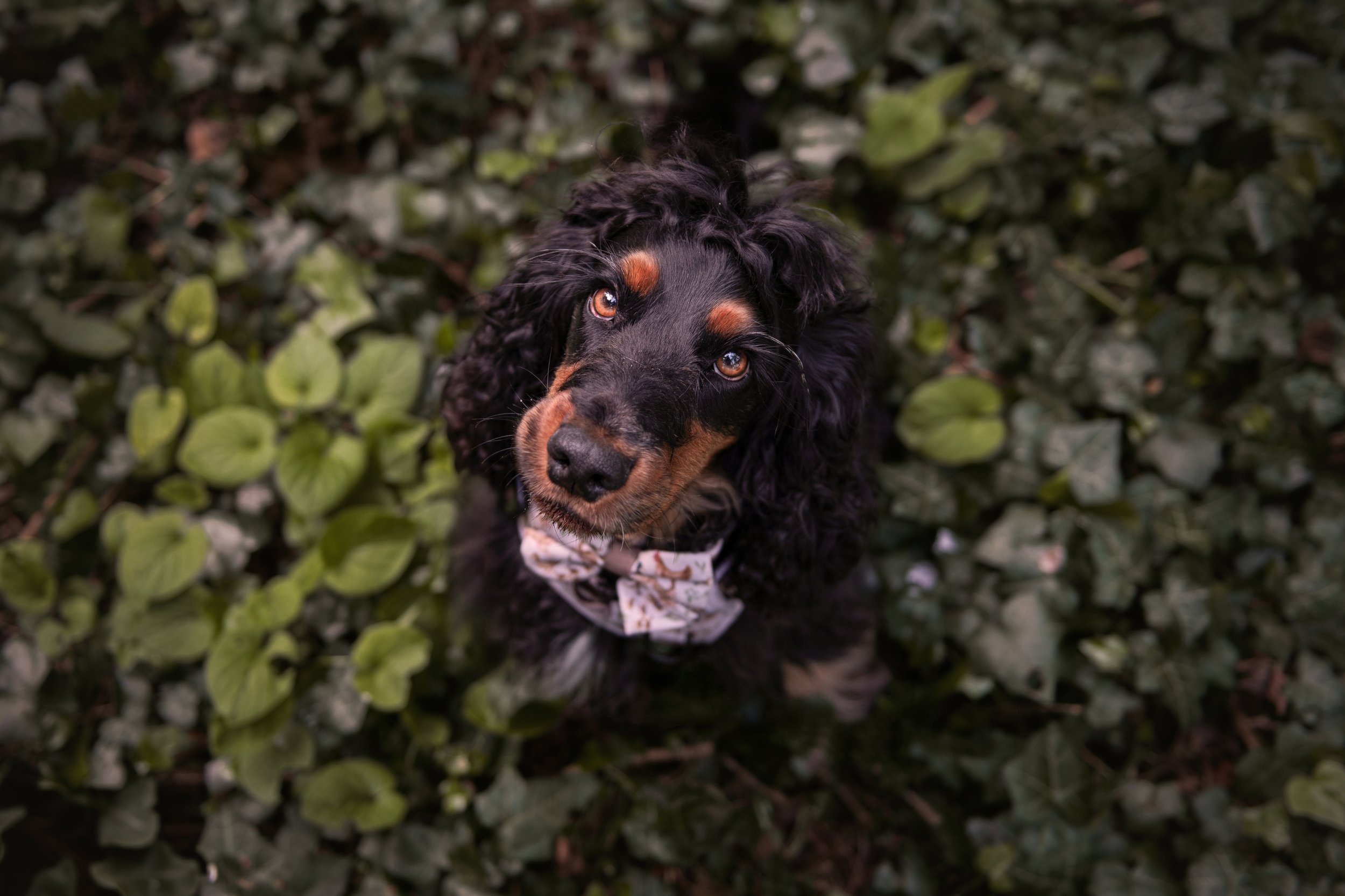 Milo&Murphy-55.jpg