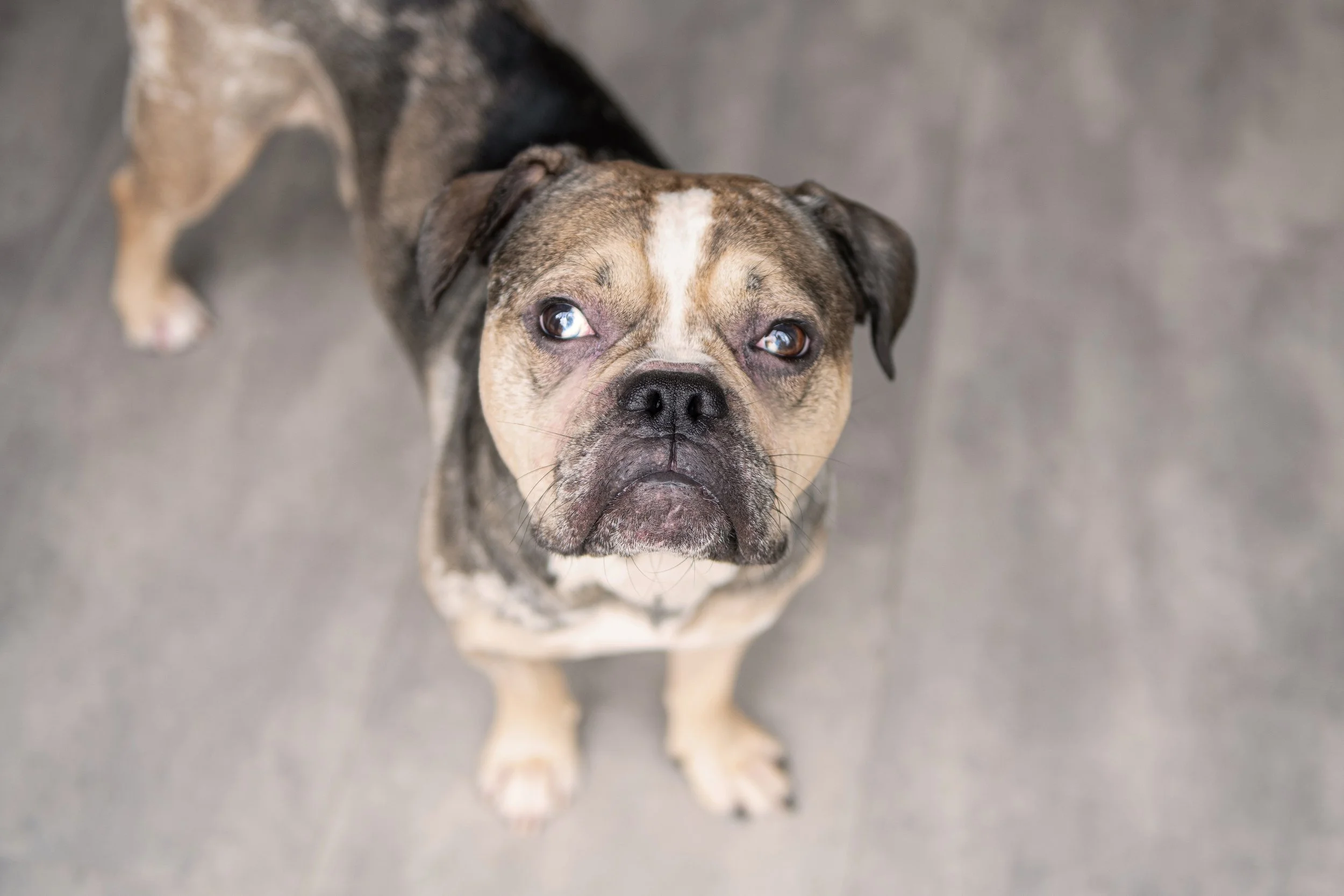 Borris&Rocco-116.jpg