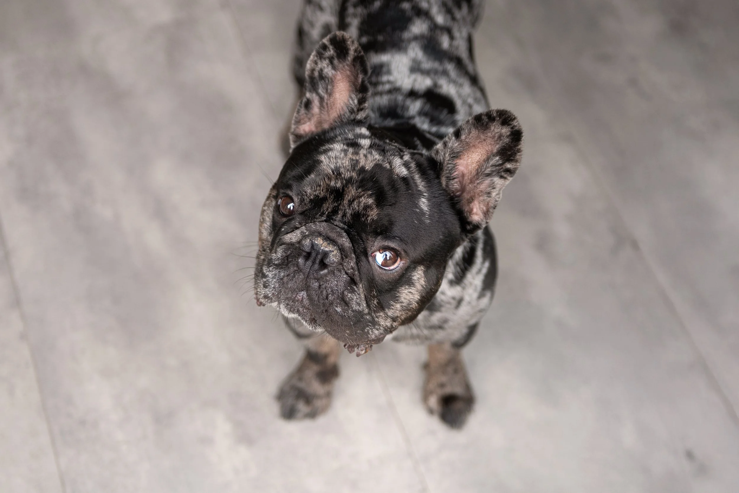 Borris&Rocco-117.jpg