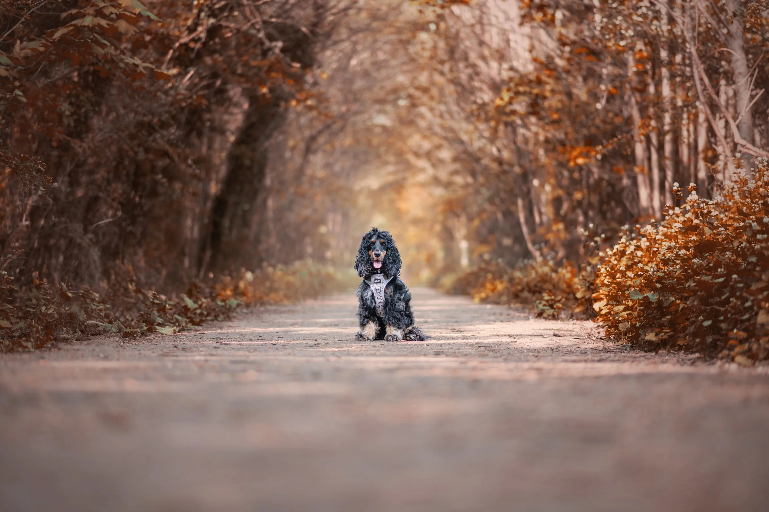 Milo&Murphy-4.jpg