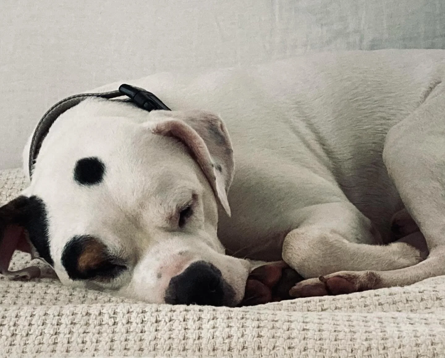 Here&rsquo;s our new boy, Friday. He&rsquo;s been here for two weeks tomorrow and is settling in. We think he&rsquo;s around two years old and an American bulldog/lab mix. There&rsquo;s a lot that reminds us of Buster.

He hasn&rsquo;t ventured into 