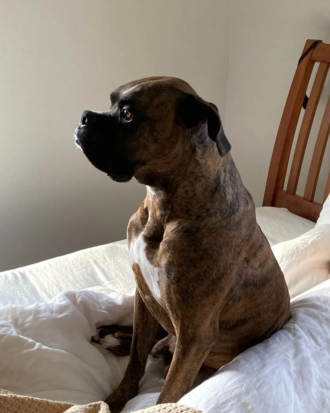 Here&rsquo;s our Jojo. I&rsquo;d be remiss not to mention this boxer cub who&rsquo;s been with us since 2020. He&rsquo;s both goofy and proper, and was an excellent brother to Buster and now to Friday.

He can look scary but couldn't be sweeter. His 