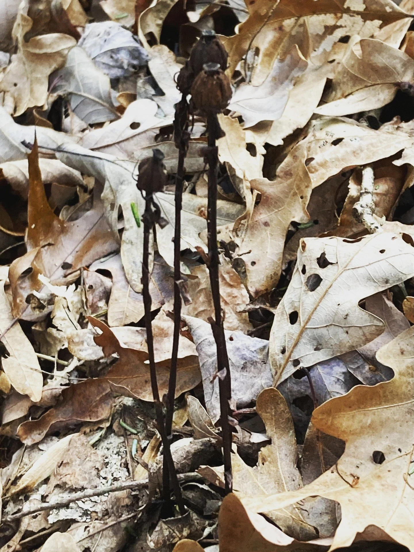 Fortuitous flower skeleton. Any guesses on what this one is/was?👻😉