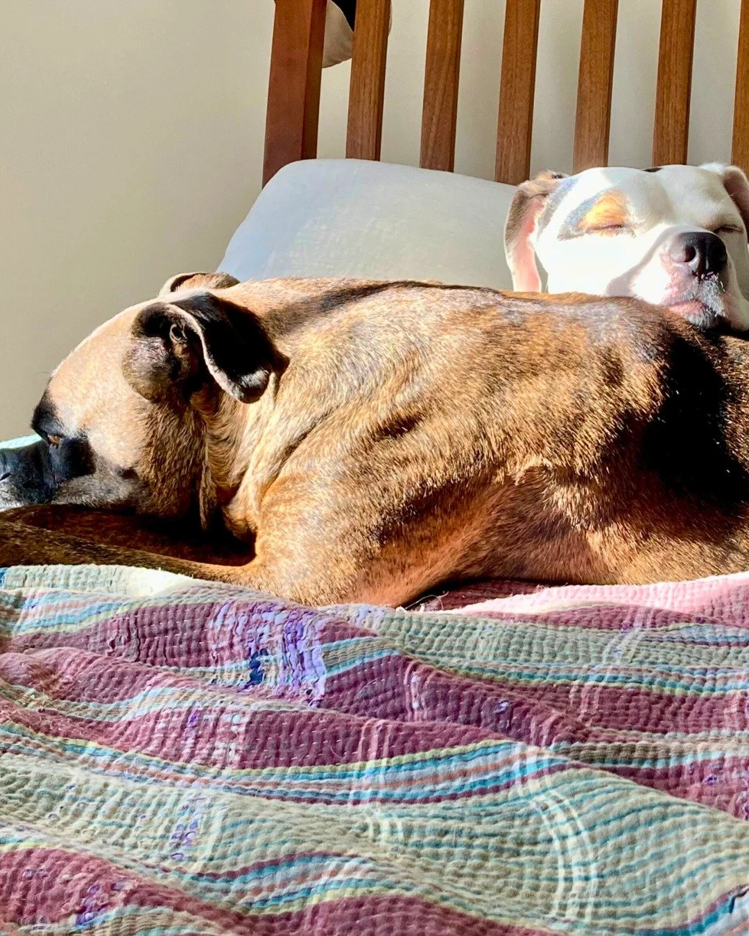 If there's a sunbeam to be found, these two will...🌞

#shopdogs
