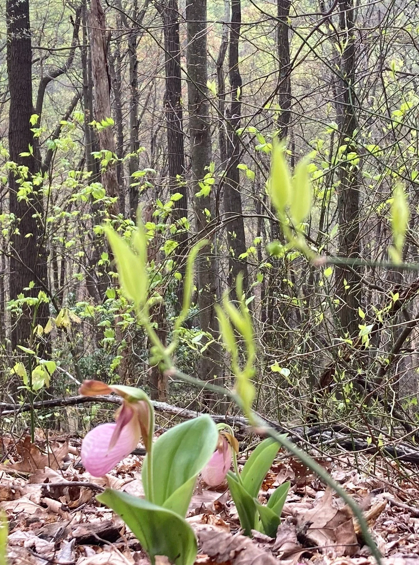 Here's the inspiration for Lady Slipper. Having never seen these orchids in the wild until this week, it was quite a thrill.

For this blend, I envisioned a mossy, suede-textured base, a "pink" middle, and a light, wood-tinged top. Not over
