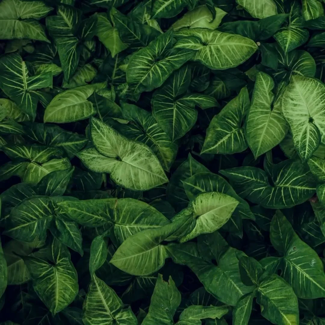 🌱Paisajismo sostenible, creando espacios que benefician el medio ambiente. 

🌳6000 m2 de experiencias: Muro verde, &aacute;reas de recreaci&oacute;n, parque de perros, &aacute;reas verdes.
🌿Mas de 13500 ejemplares de plantas de bajo mantenimiento
