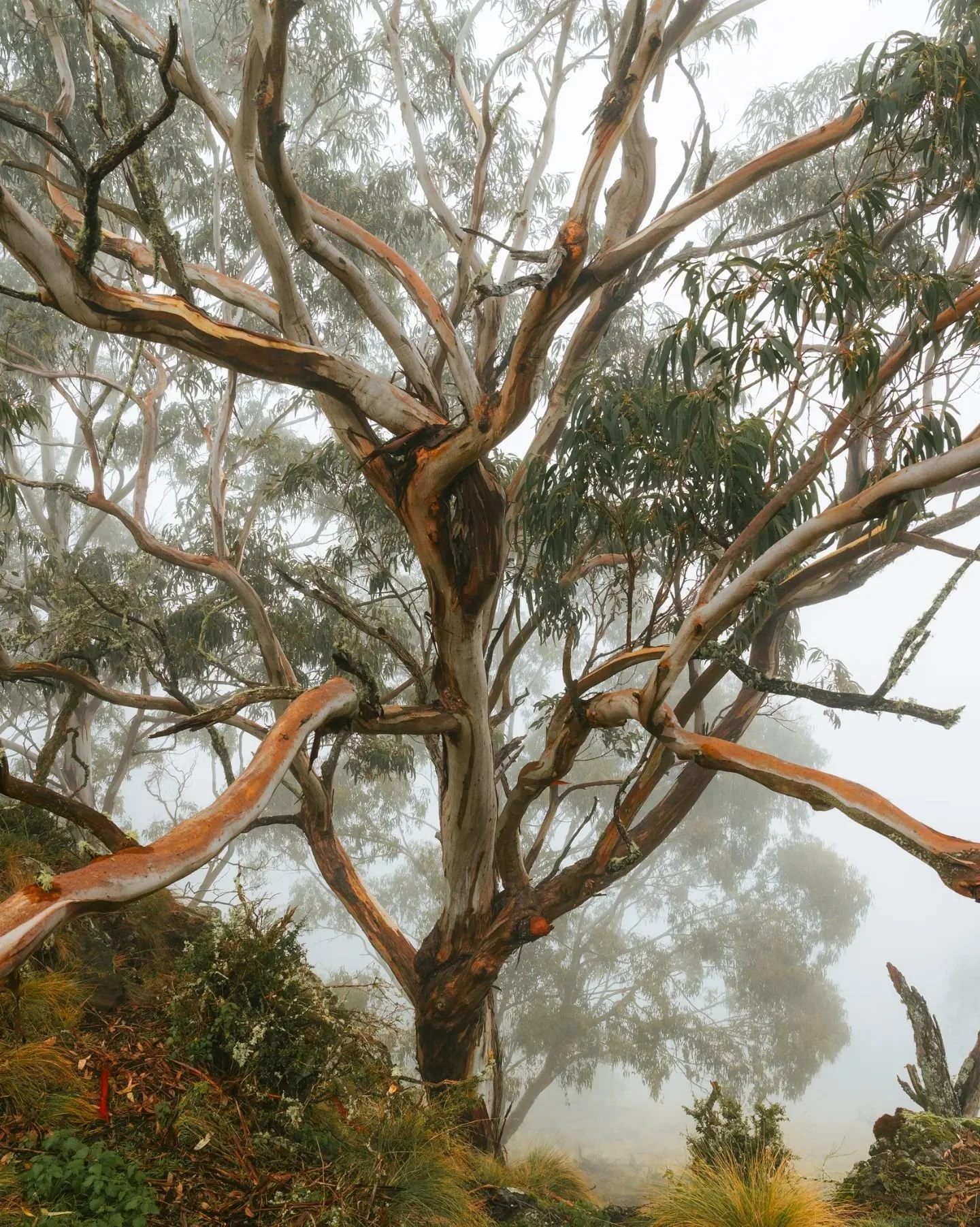 Moody winter vibes ✨️ 

#camping #solotravel #solo #barrington #barringtontops #nature #outdoors #photography #treephotography #mountains #mood #moodedits #moodygrams #australiagram #Australia #misty #mistymorning