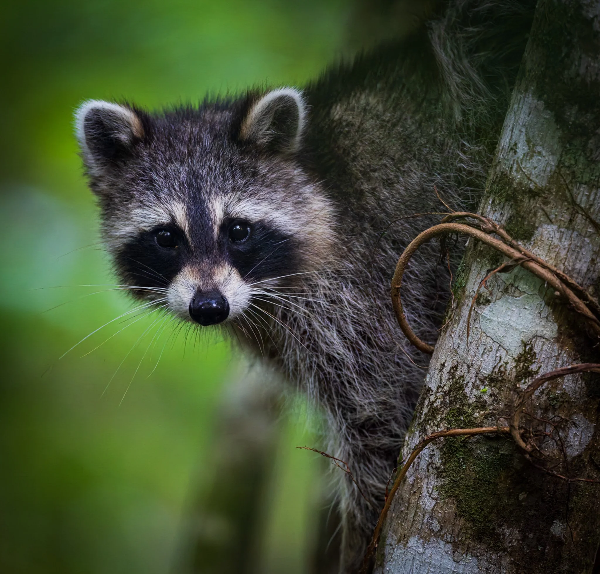 Raccoon Close Up