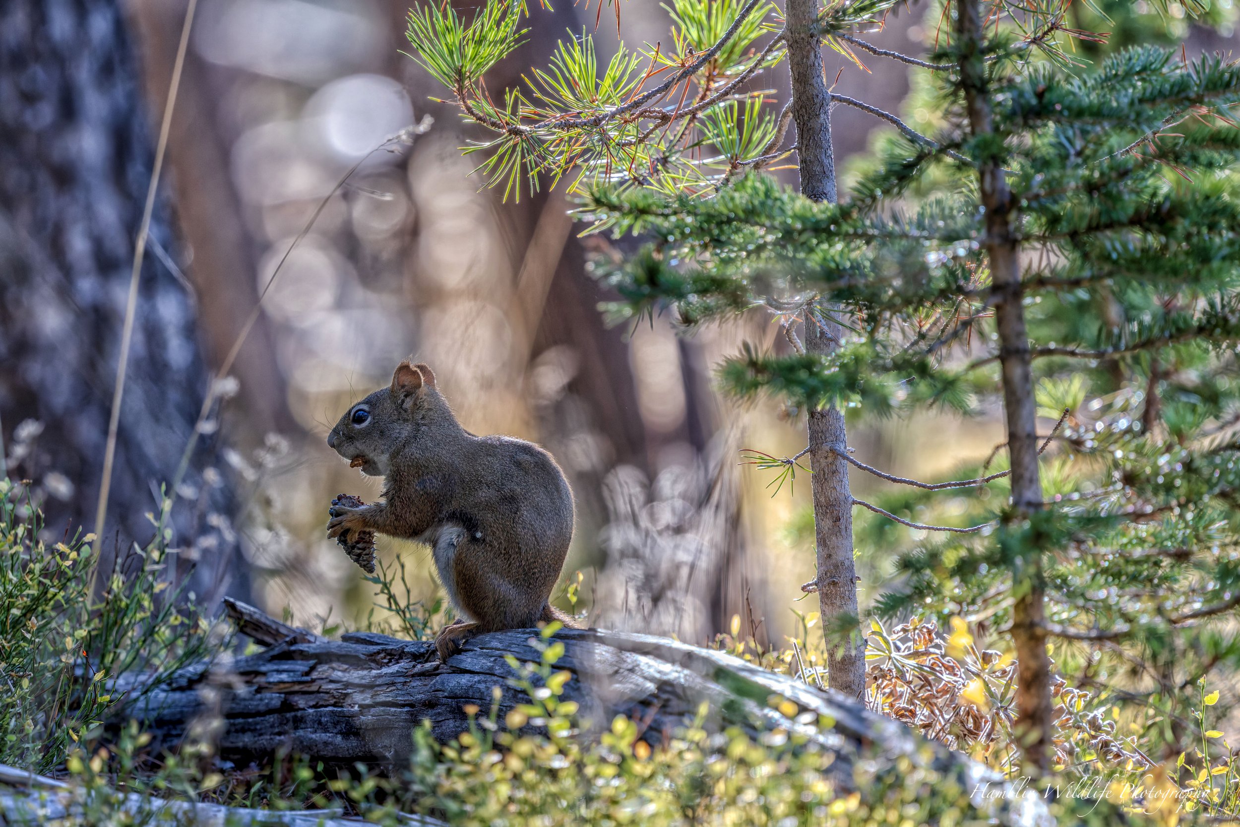 Forest Snack Standard Print