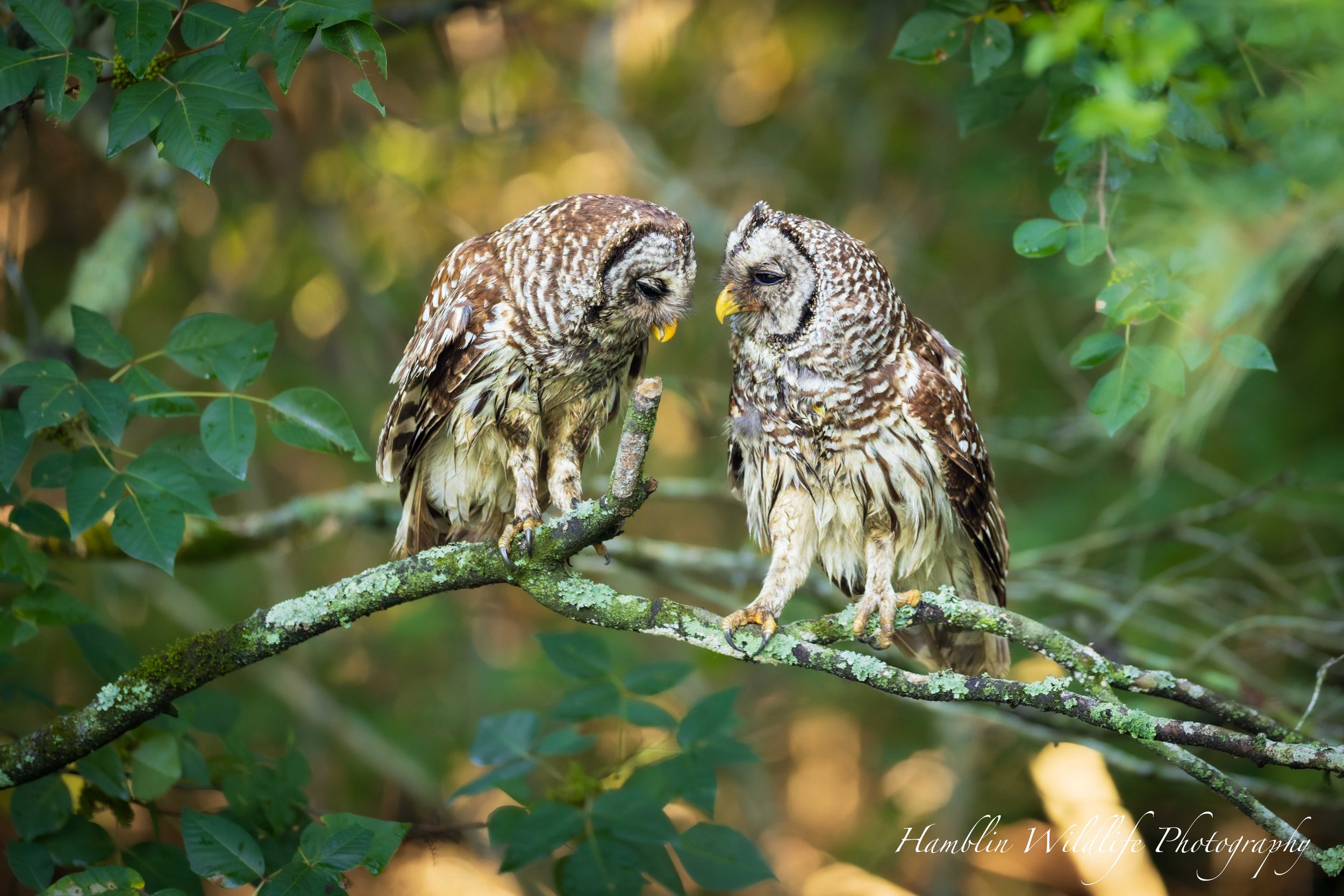 Lovey Barred Owls