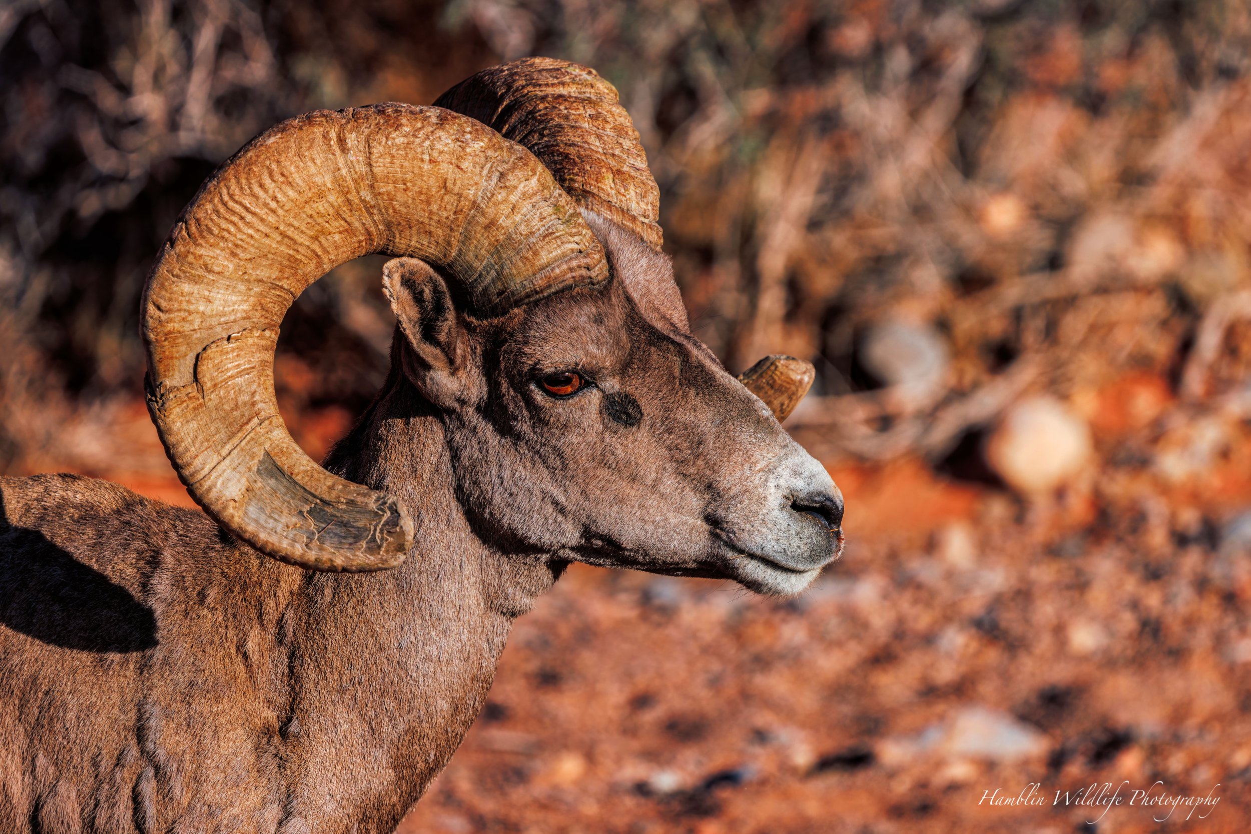 Bighorn Ram Standard Print