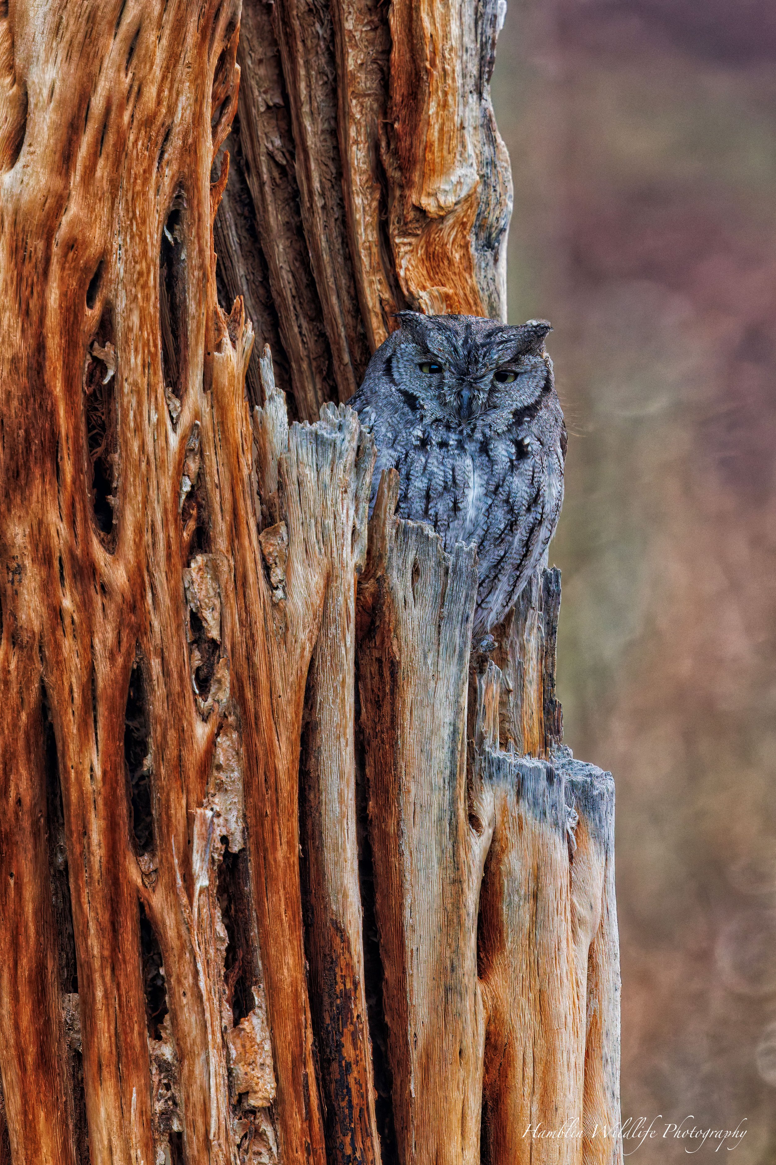 Western Screech Owl Standard Print