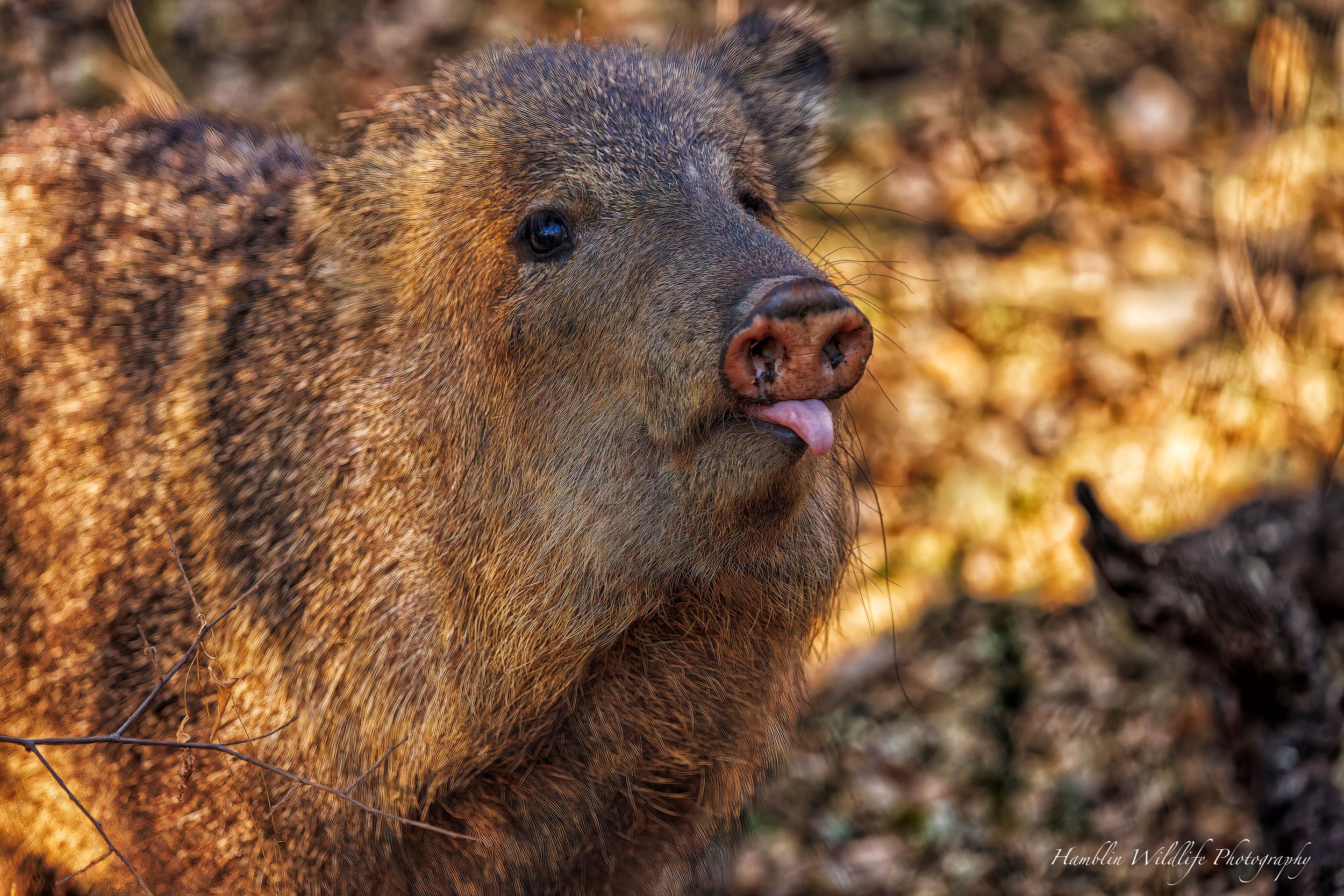 Javelina Standard Print