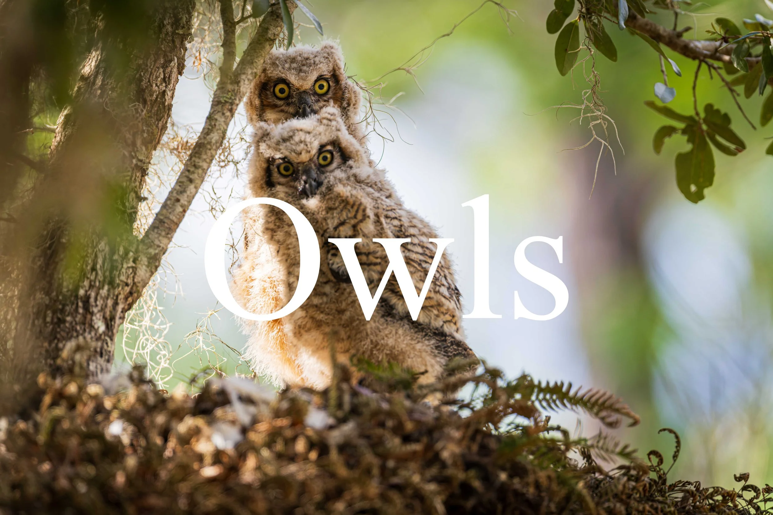 Owls