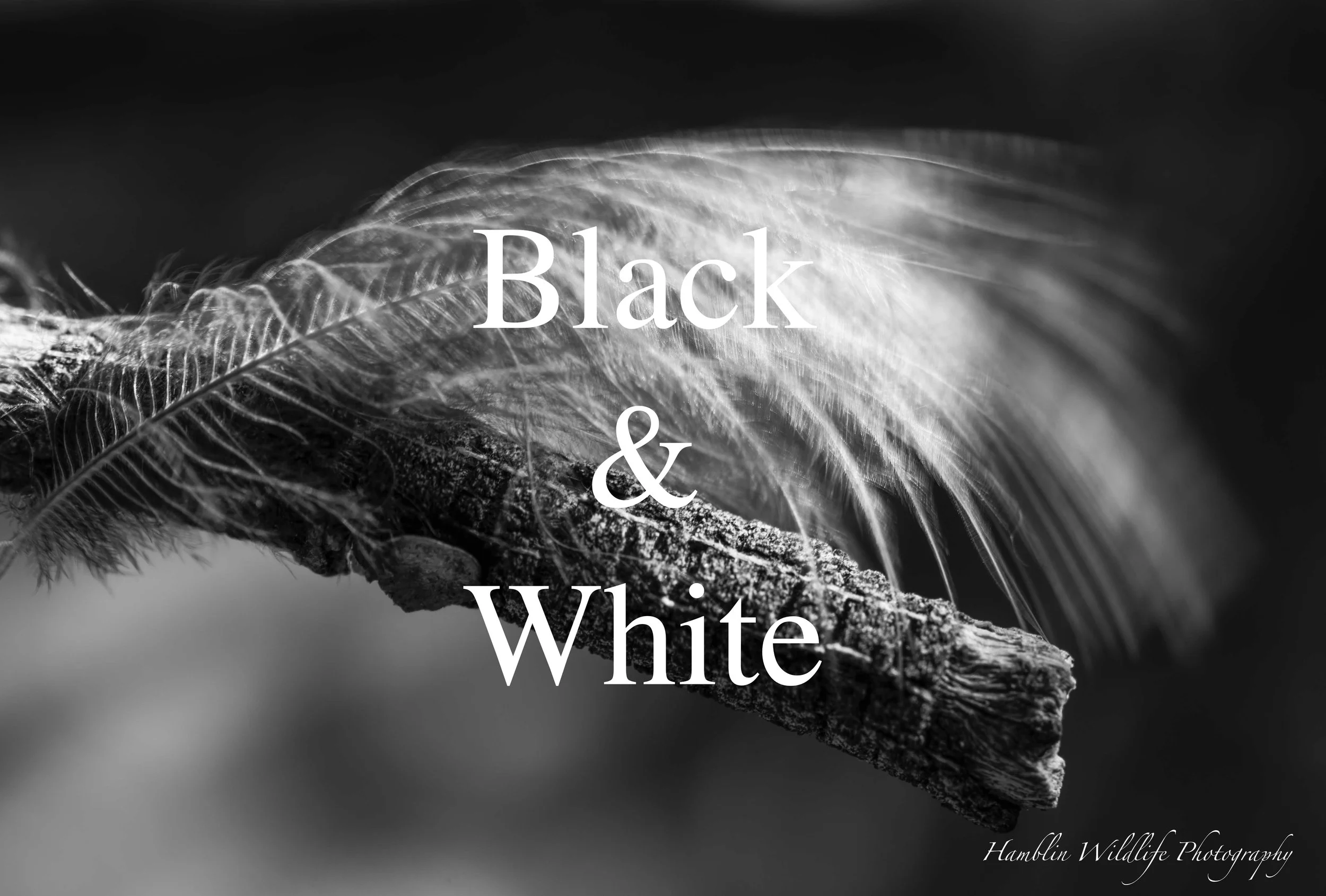 Black & White