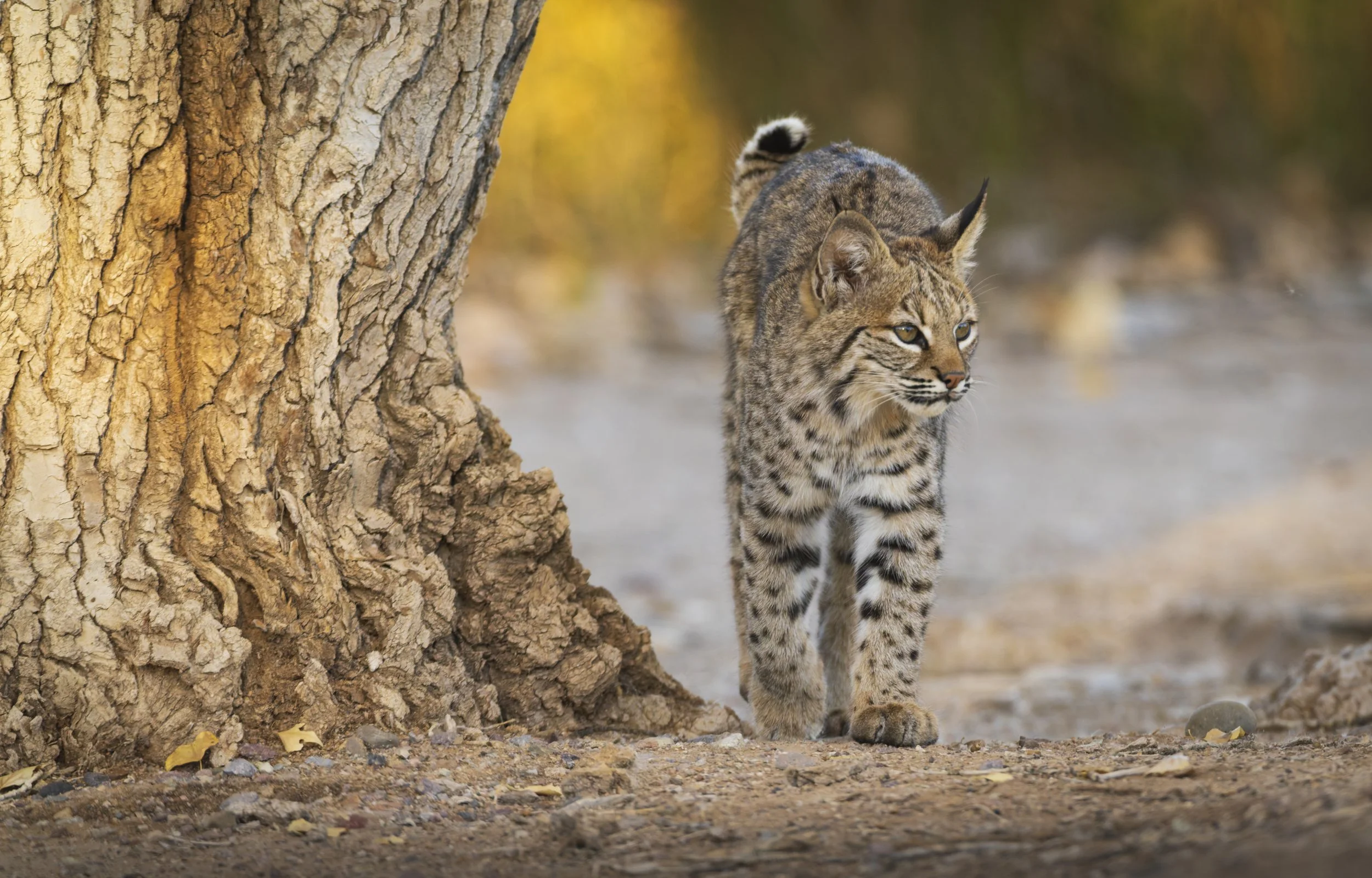 2027 Wildlife Calendar