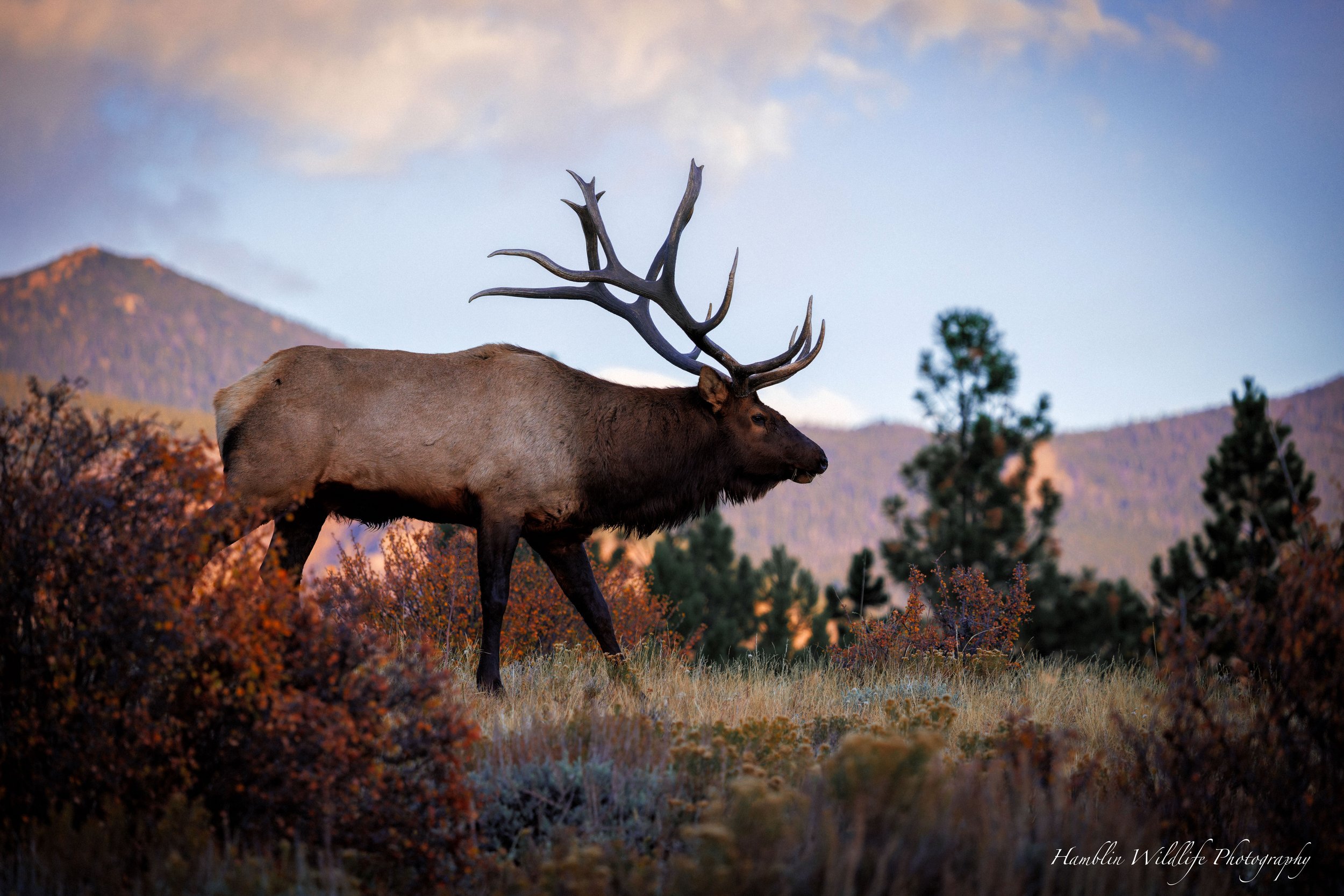 Sunrise Elk Standard Print