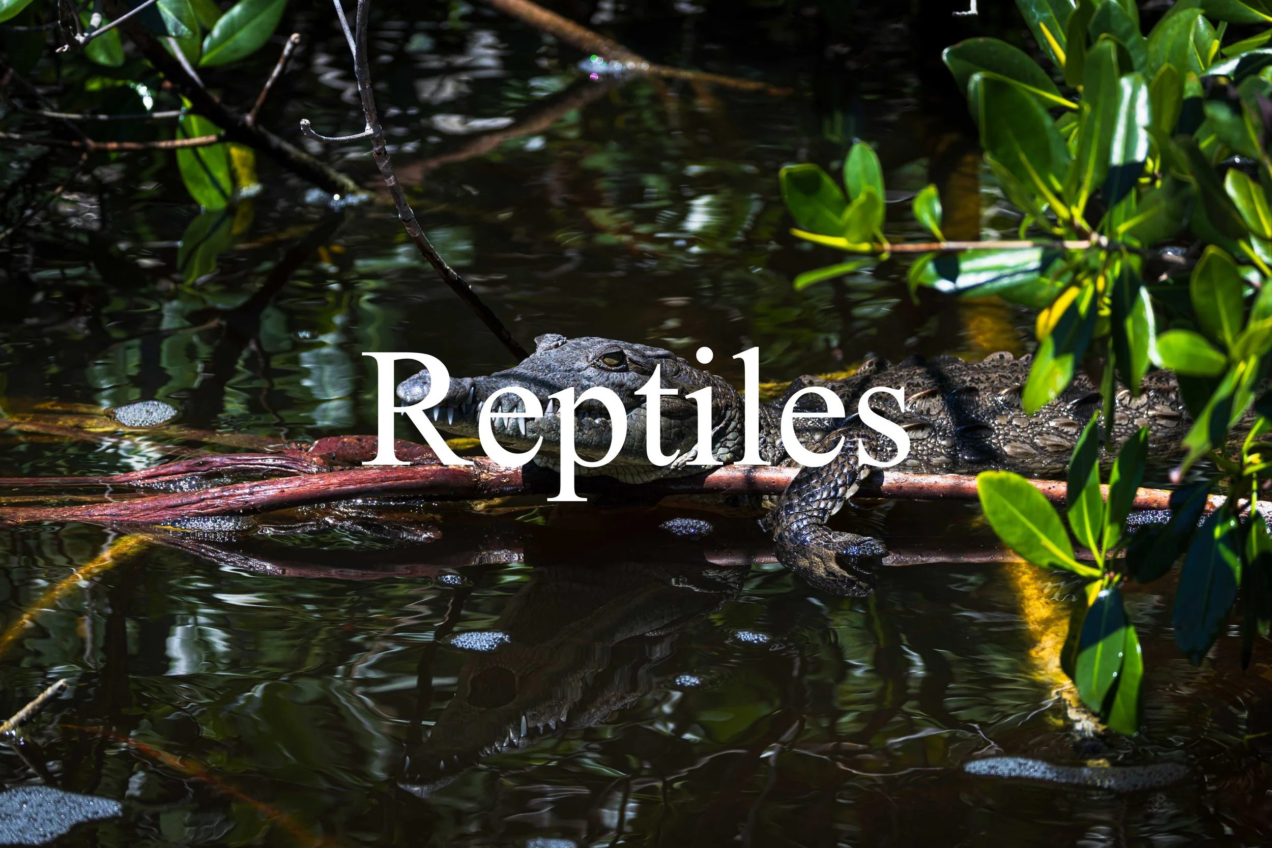 Reptiles