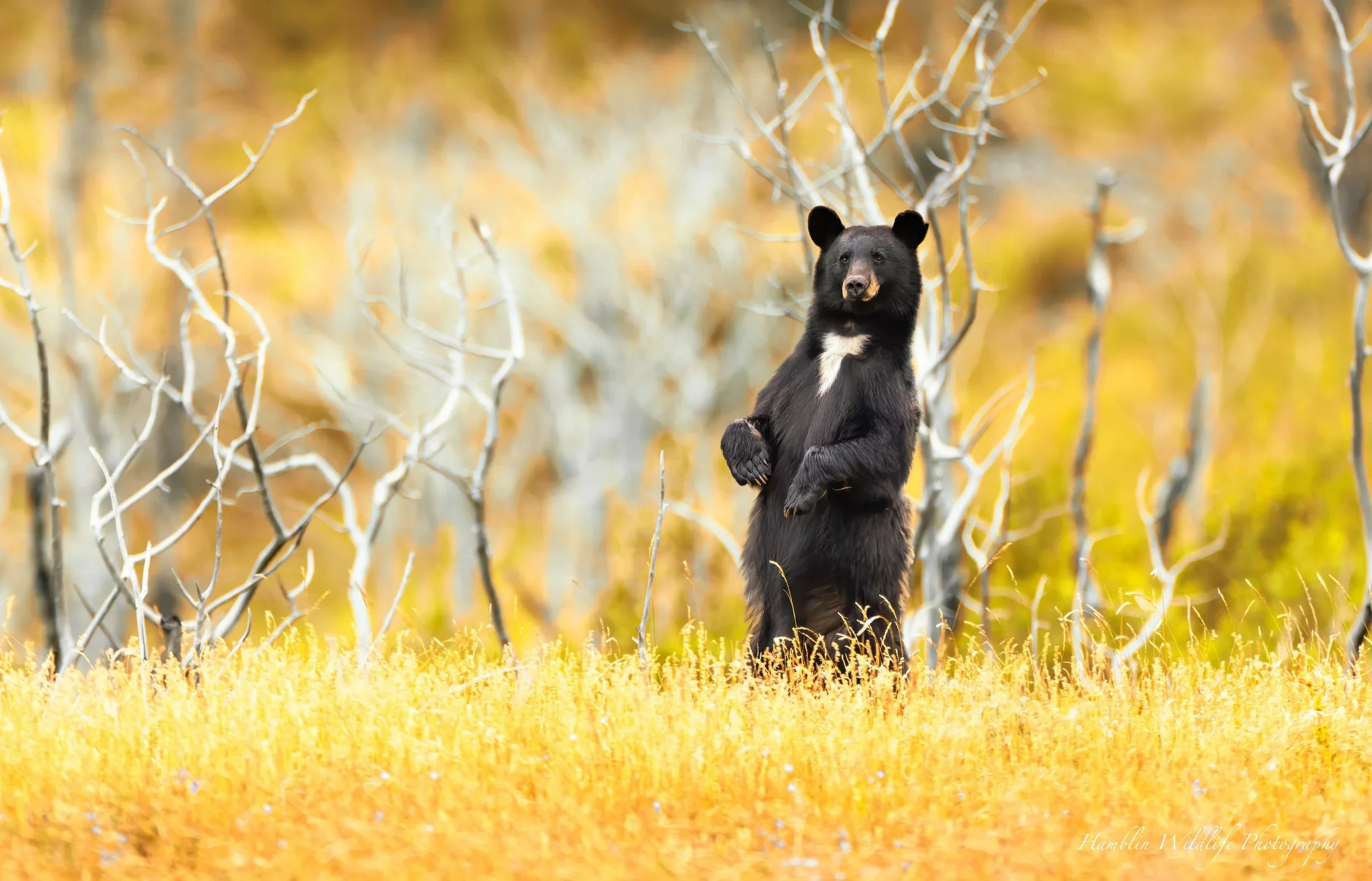Curious Black Bear