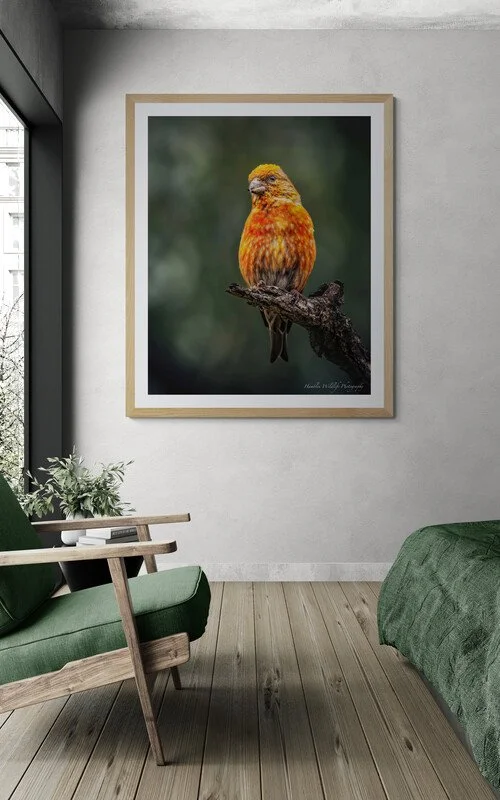 sunlit-bedroom-with-a-chair-and-plant (1).jpg