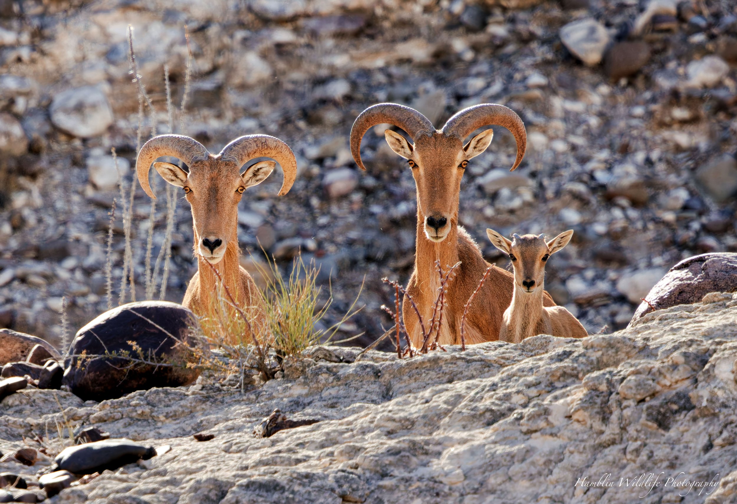 Aoudad Family Standard Print