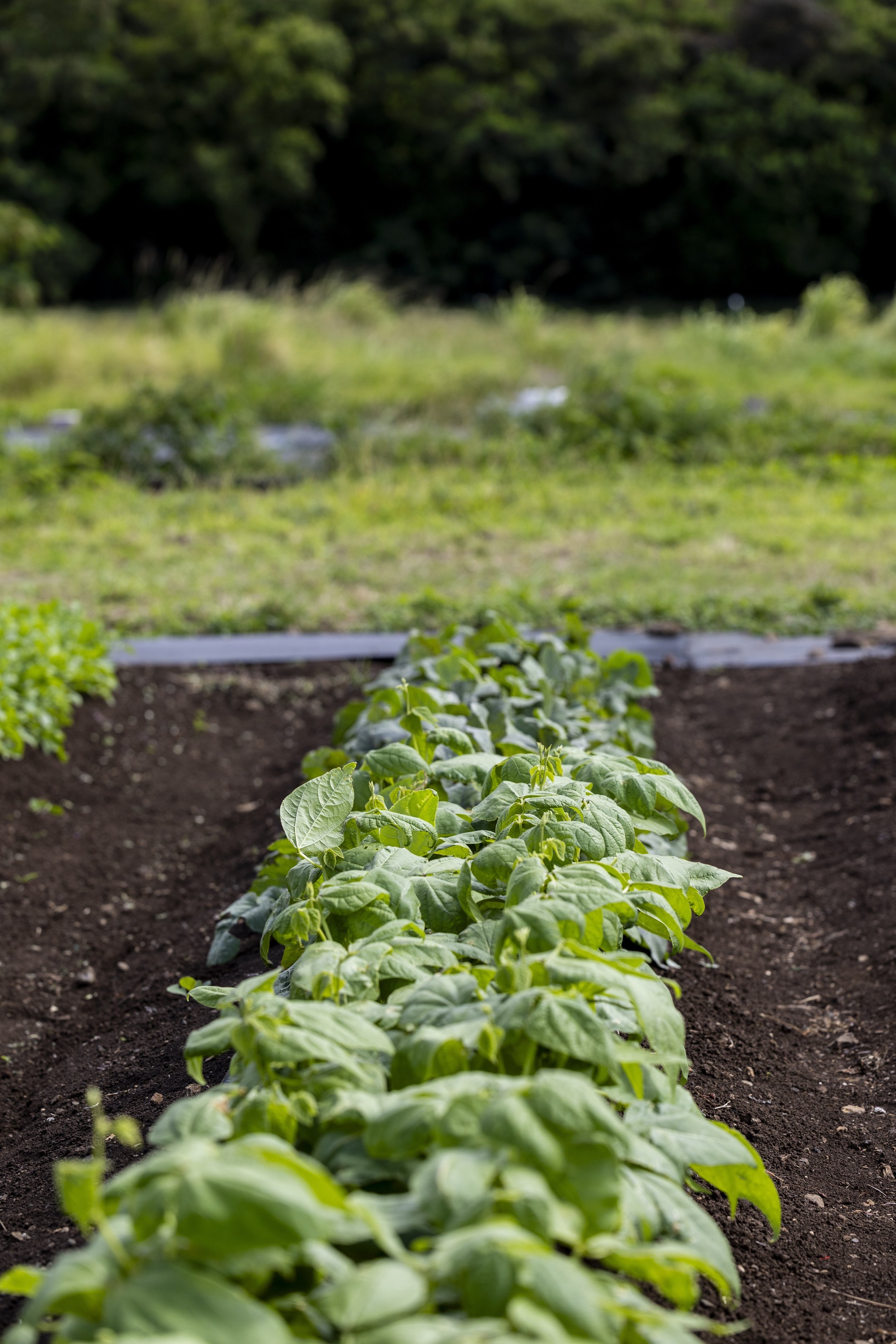 Abl-Collective-Farmers-sustainable-farmer-hawaii-03.jpg