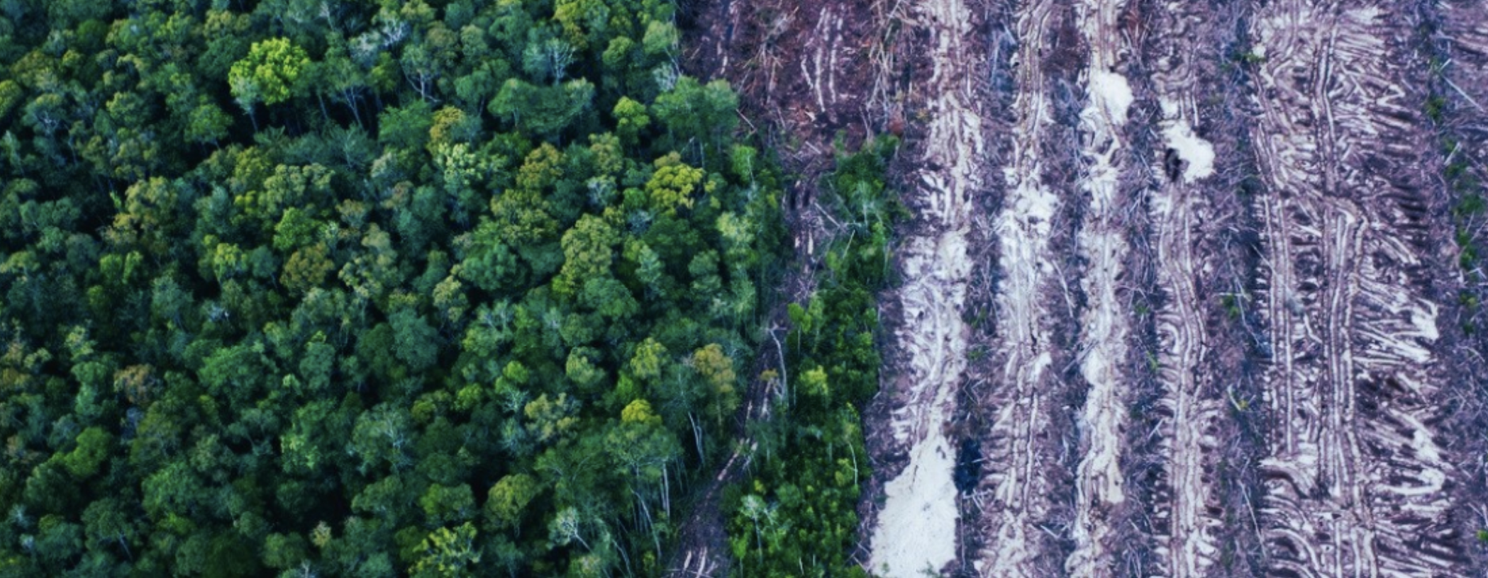 An Eco-Tech Revolution