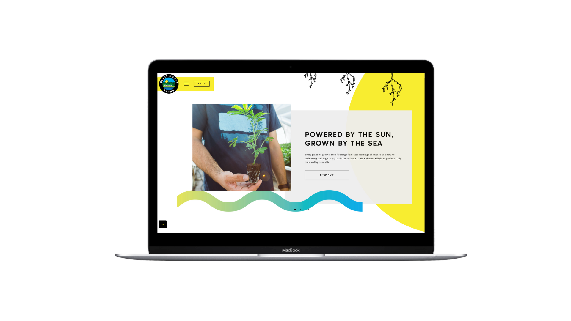 Open MacBook displaying a website about cannabis farming with a logo at the top left, a yellow menu button and shop button, an image of a person holding a cannabis seedling in soil, and a headline reading "Powered by the Sun, Grown by the Sea".