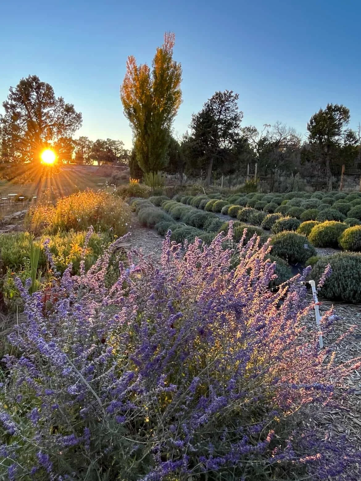 Things to Do Near Mesa Verde National Park