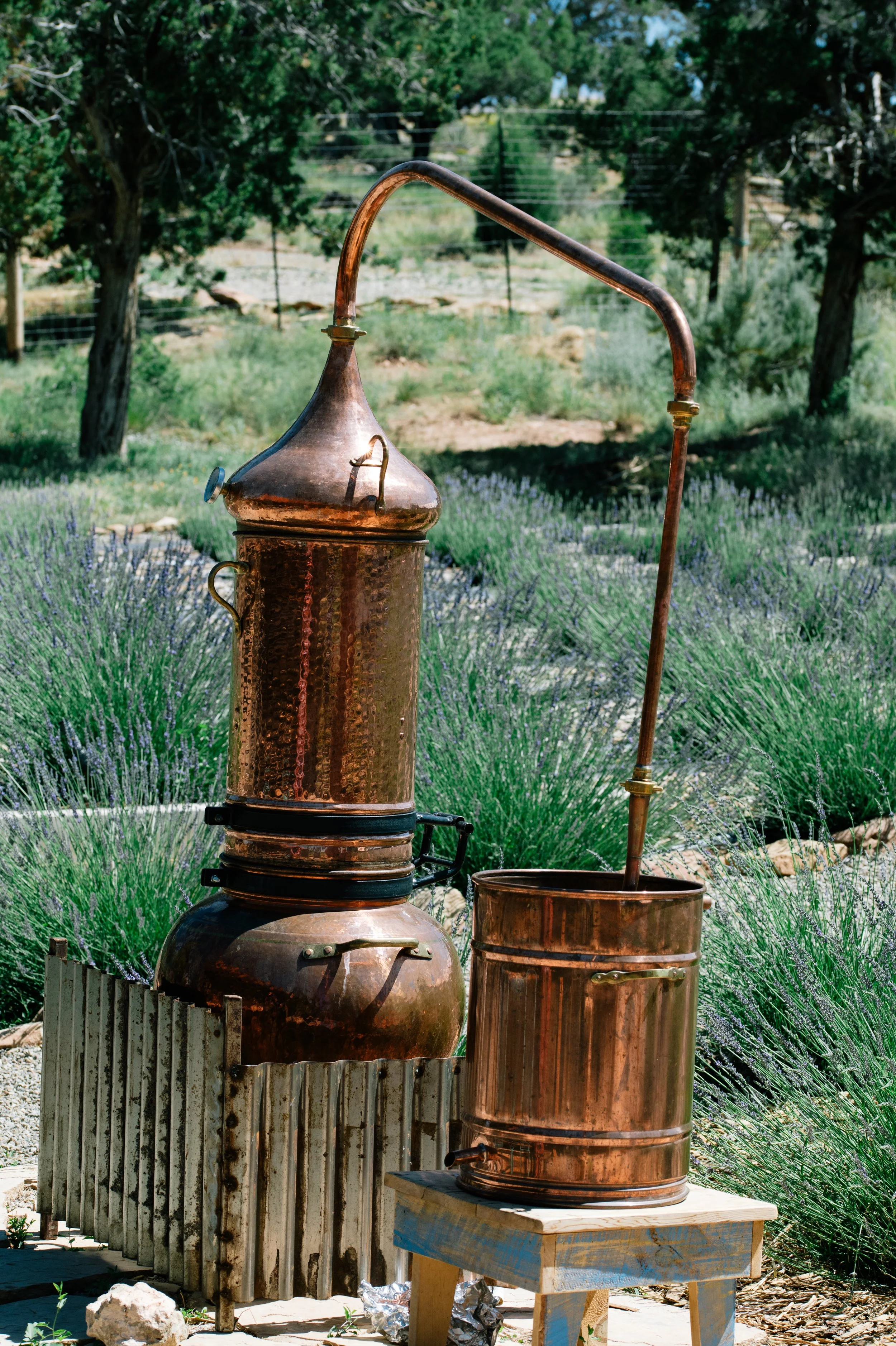MesaVerdeLavender_NR_1174.jpg