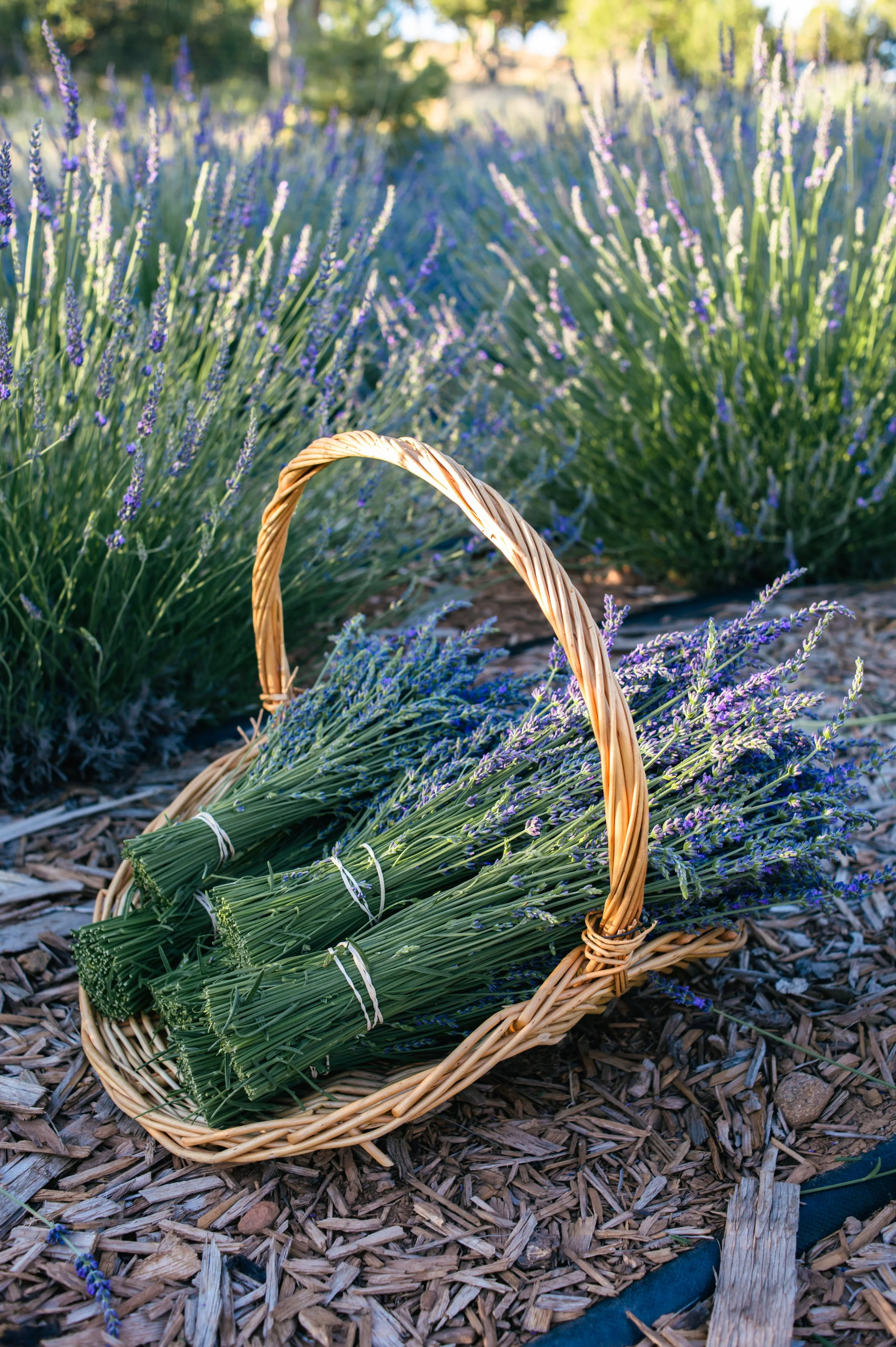 lavender in the field during harvest
