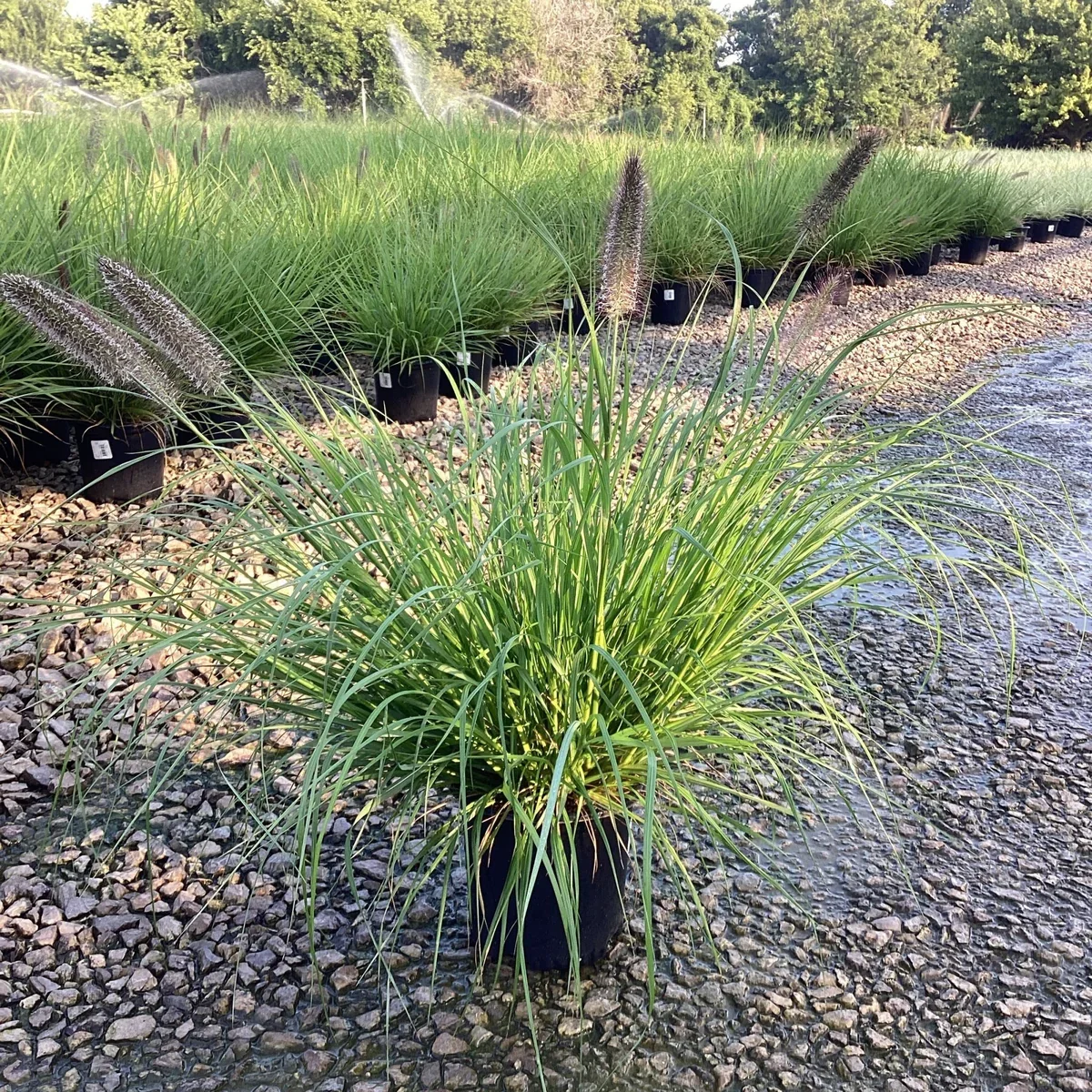 ornamental grass.webp