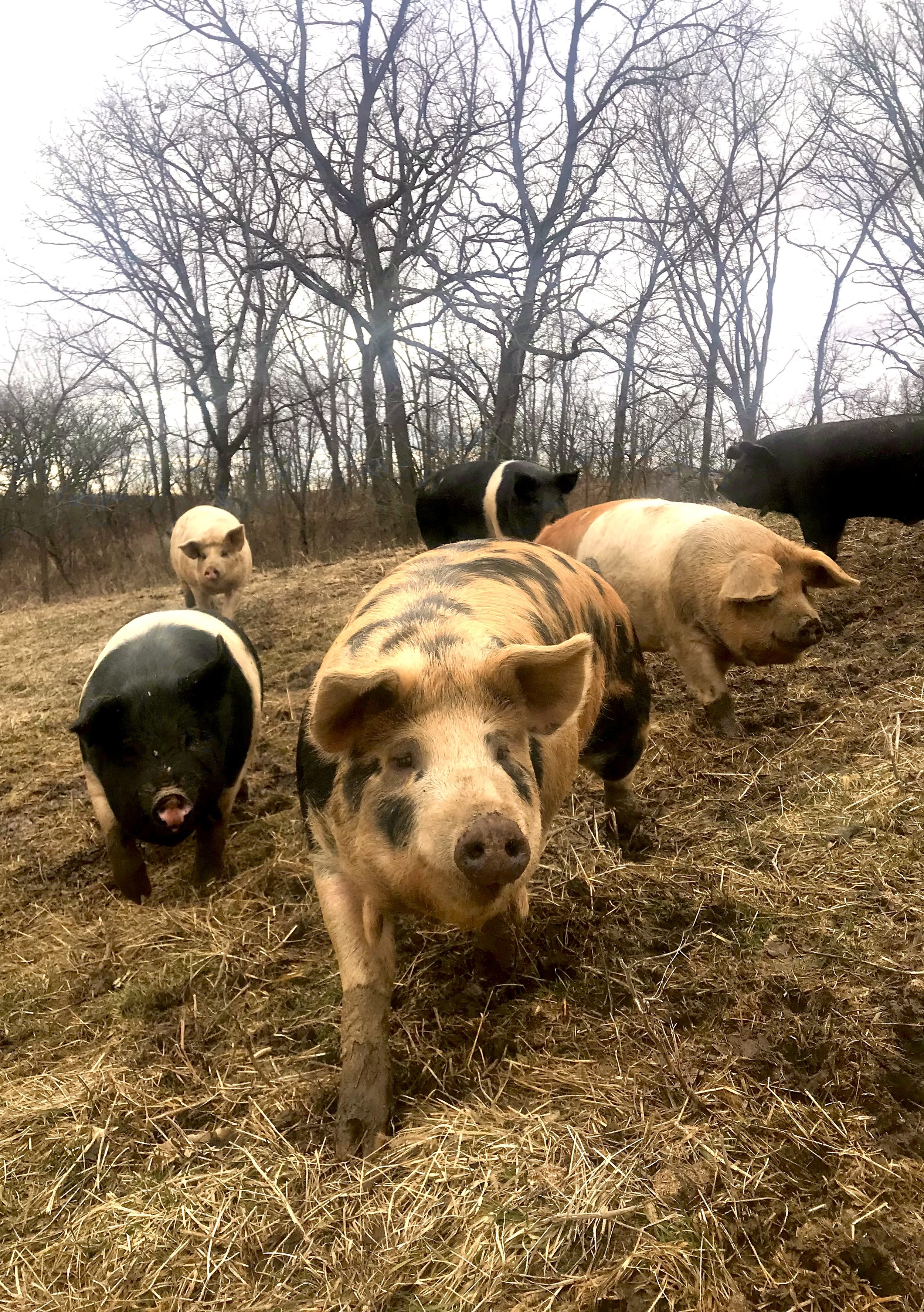 hogs winter.jpg