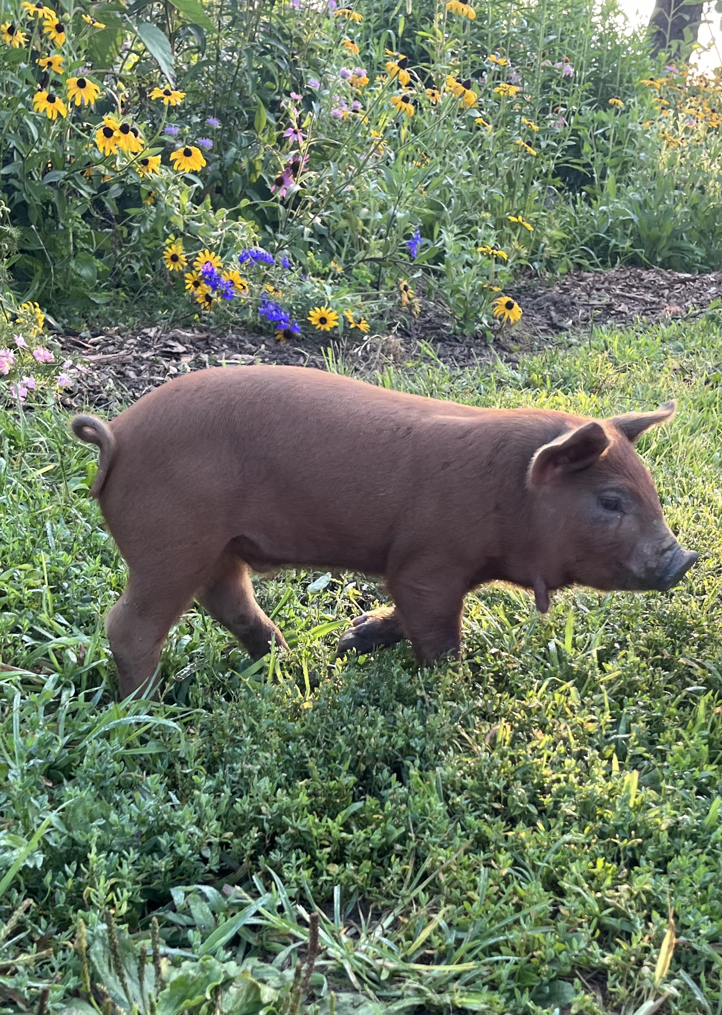 spring pig.jpg