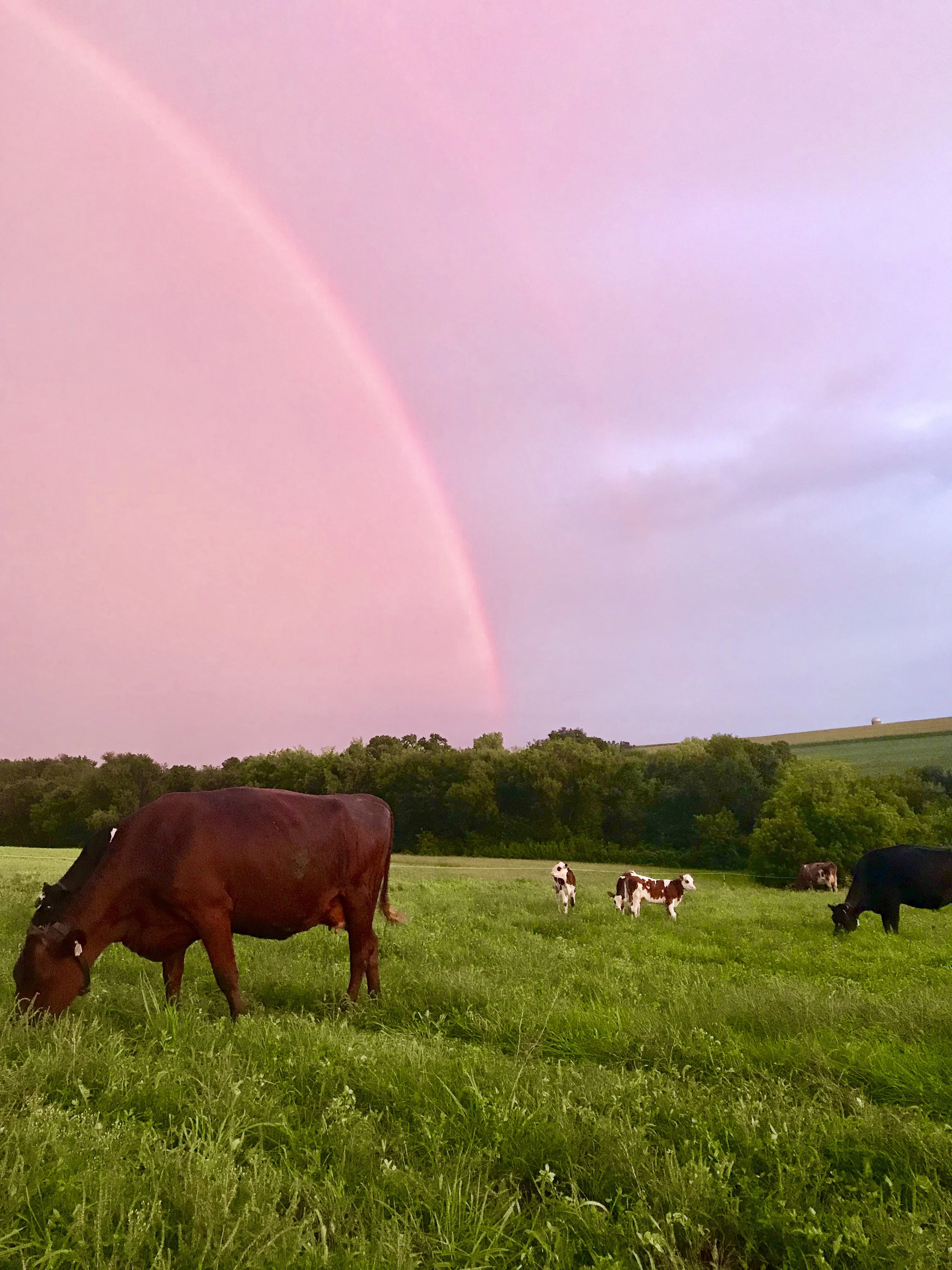 cowsRainbow.jpg