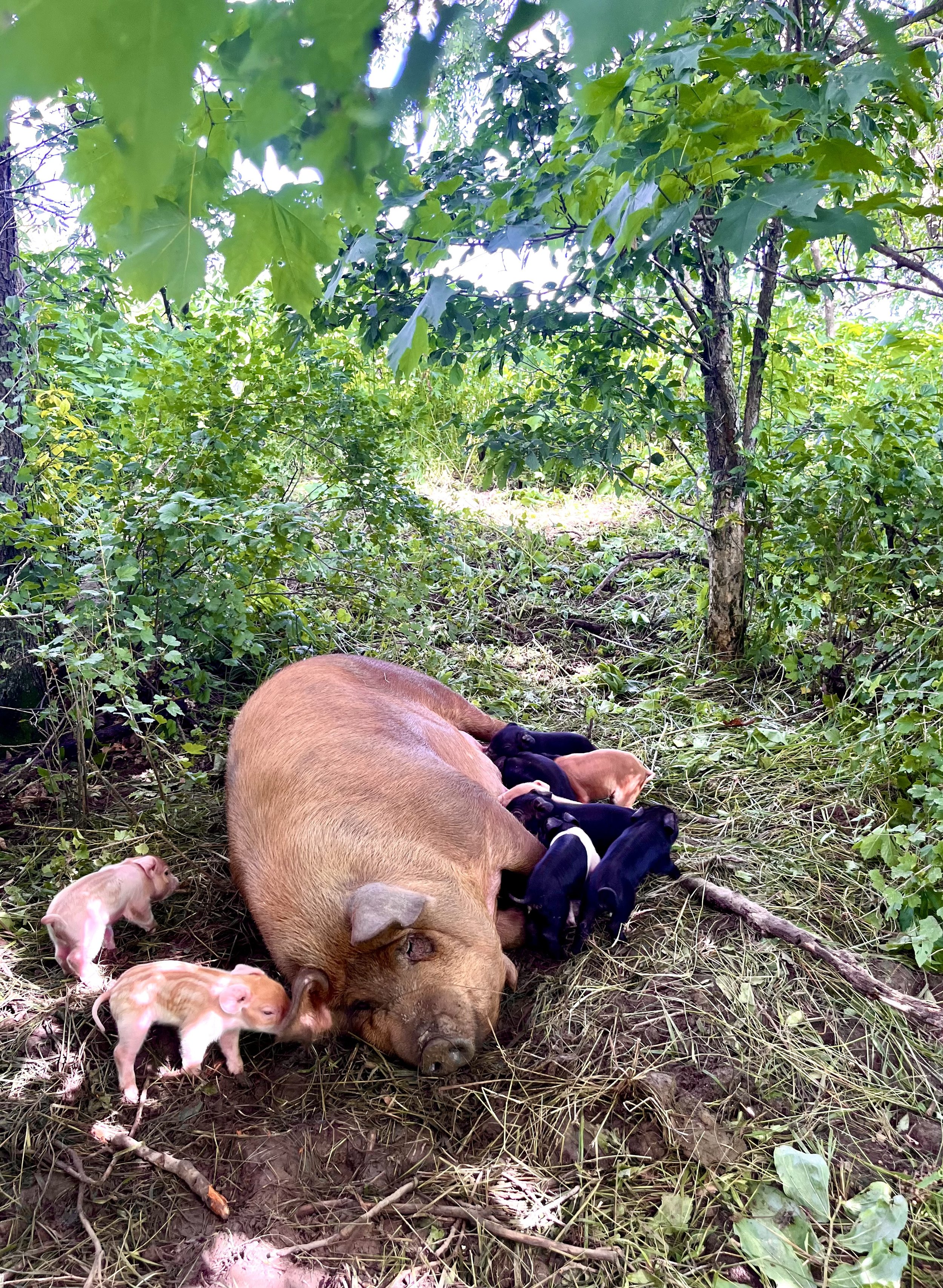 hog farrow.jpg
