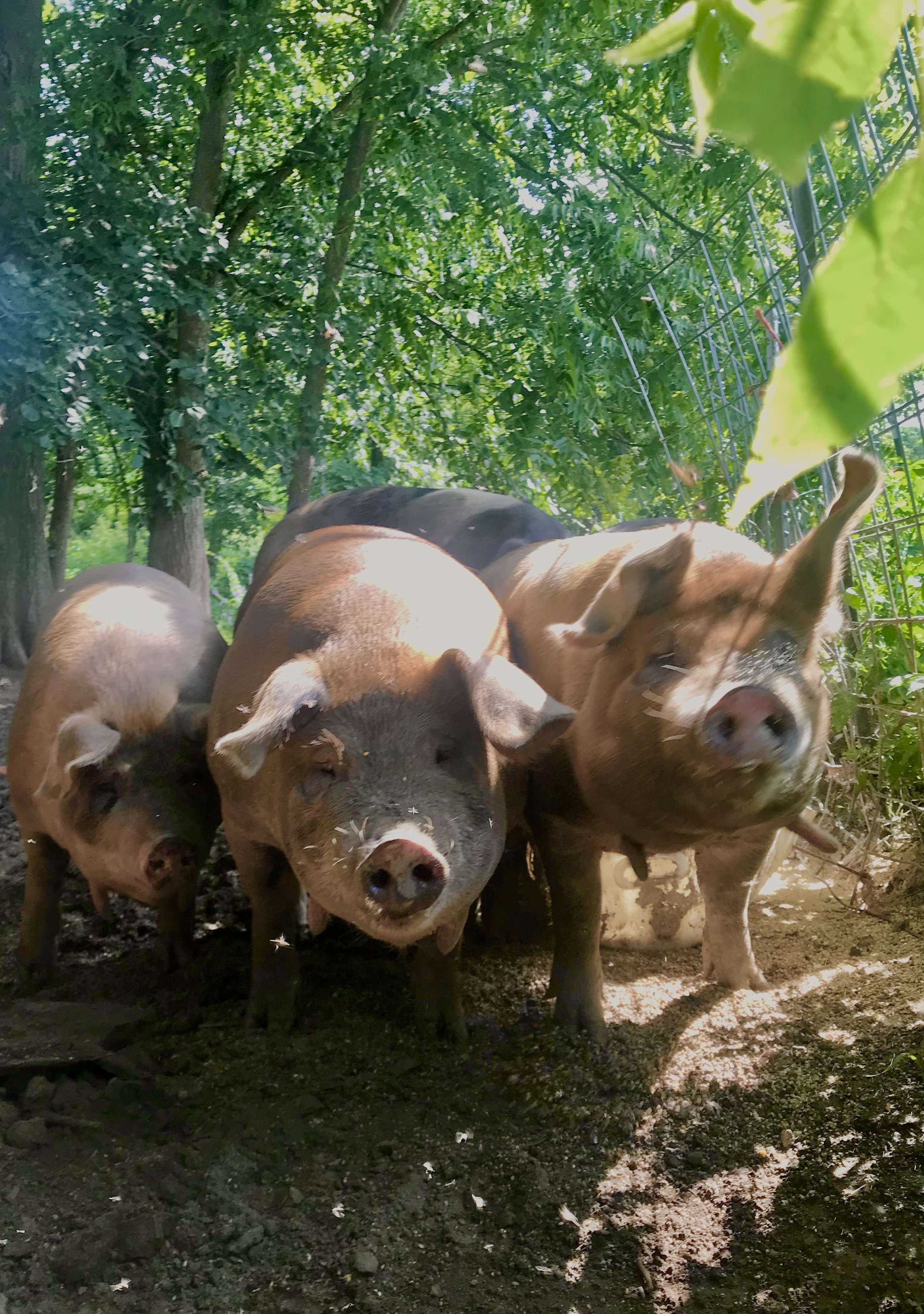 woodland pig.jpg