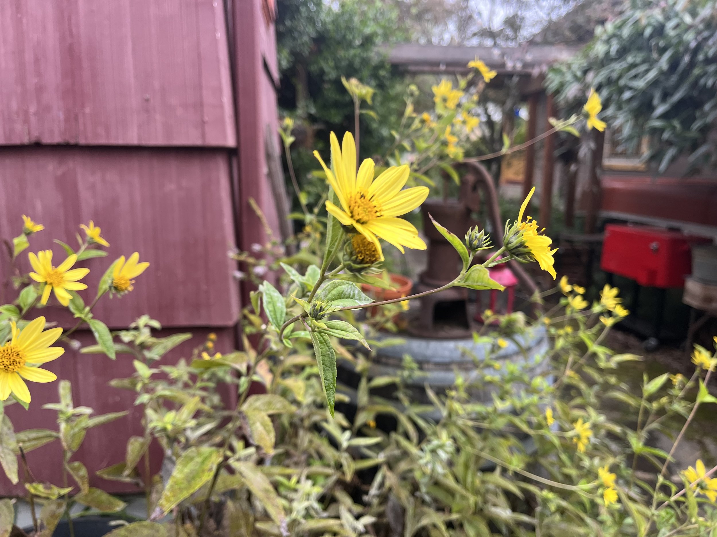 IMG_3216.jpeg