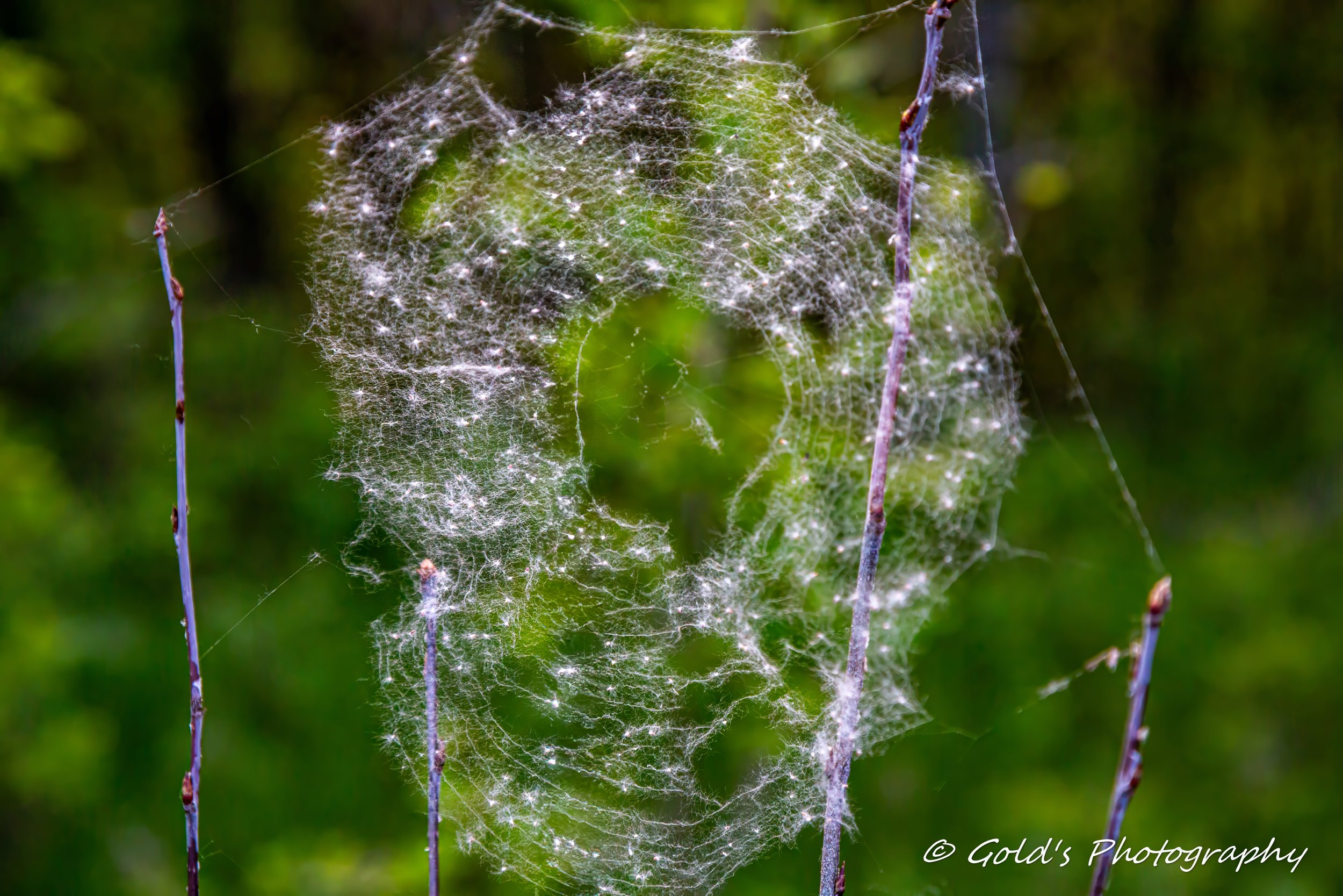Fuzzy Spider Web