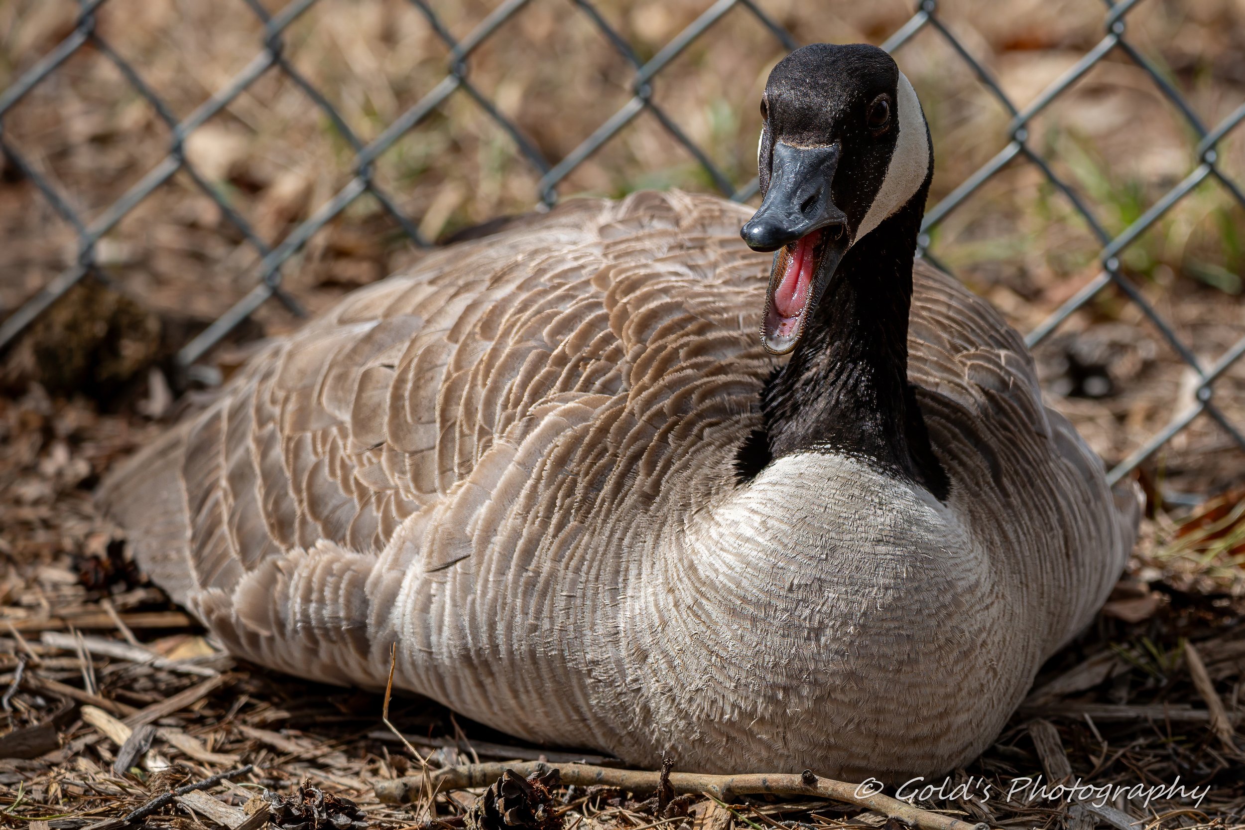 Canada Goose