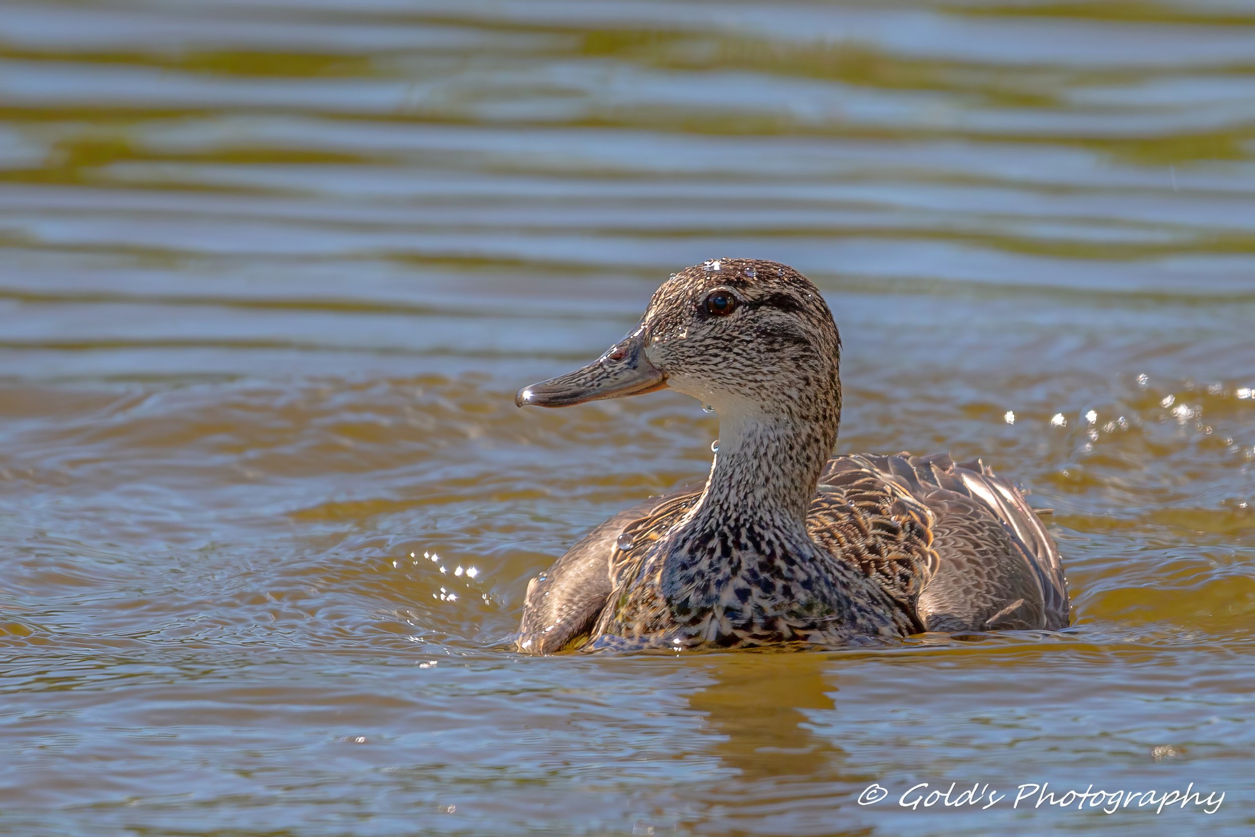 Duck