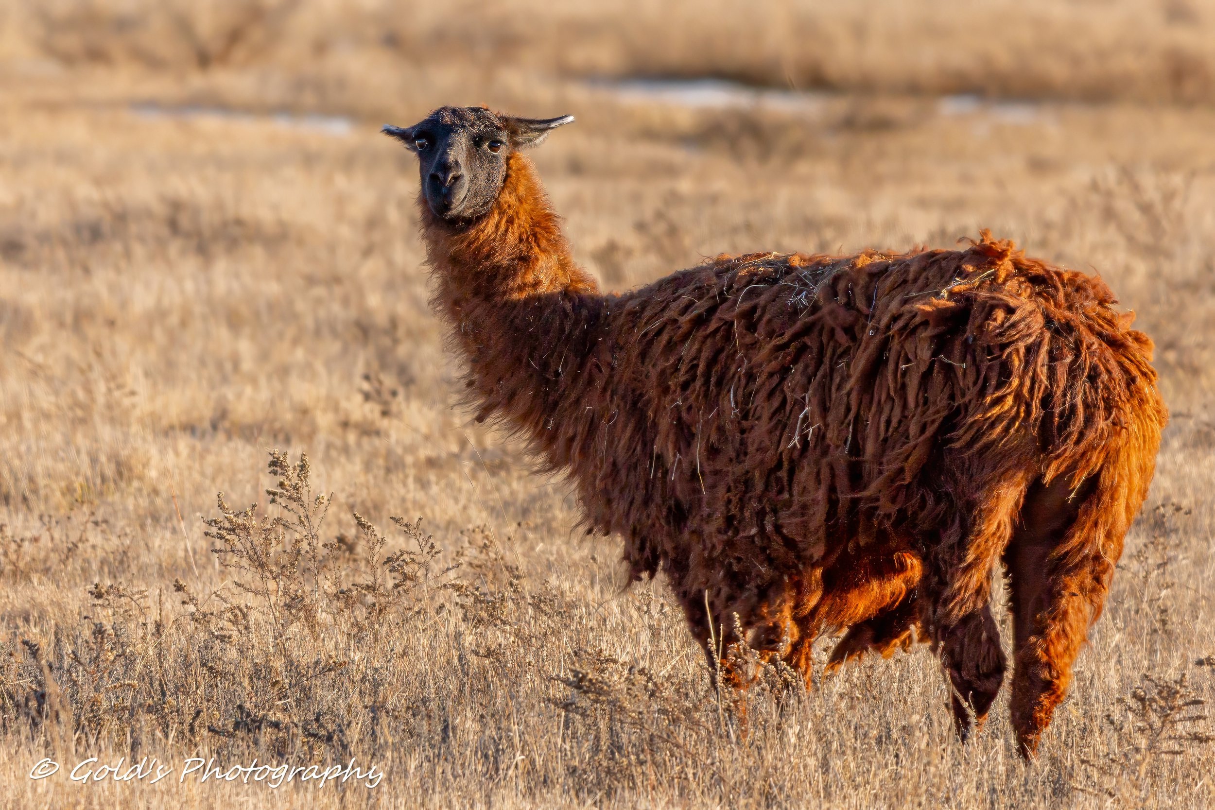 Llama 